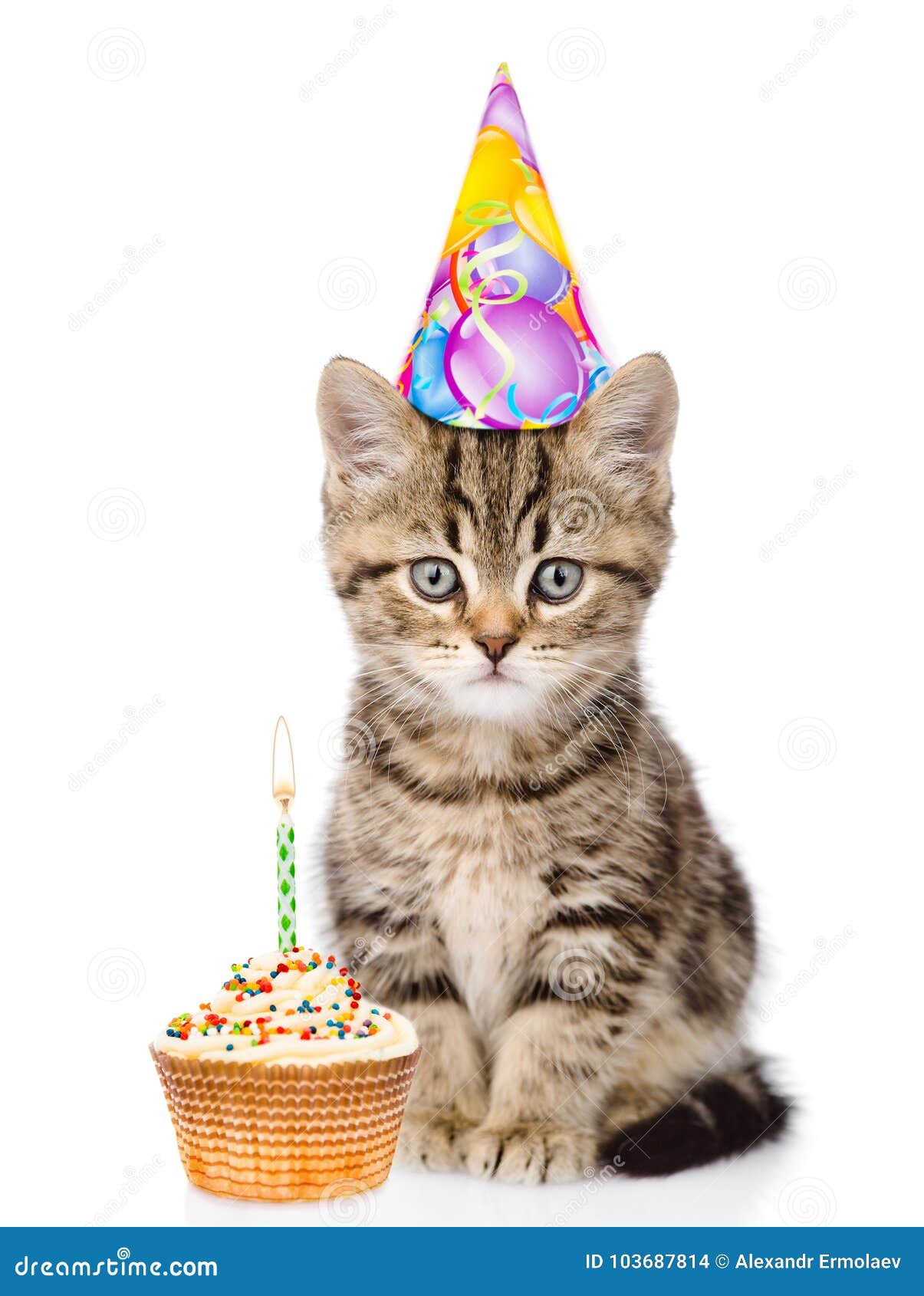 Chat En Chapeau Et Gateau D Anniversaire Regardant L Appareil Photo D Isolement Sur Le Blanc Photo Stock Image Du Flamme Animal Chat En Chapeau Et Gateau D Anniversaire Regardant L Appareil Photo D Isolement Sur Le Blanc Photo Stock Image Du Flamme Animal