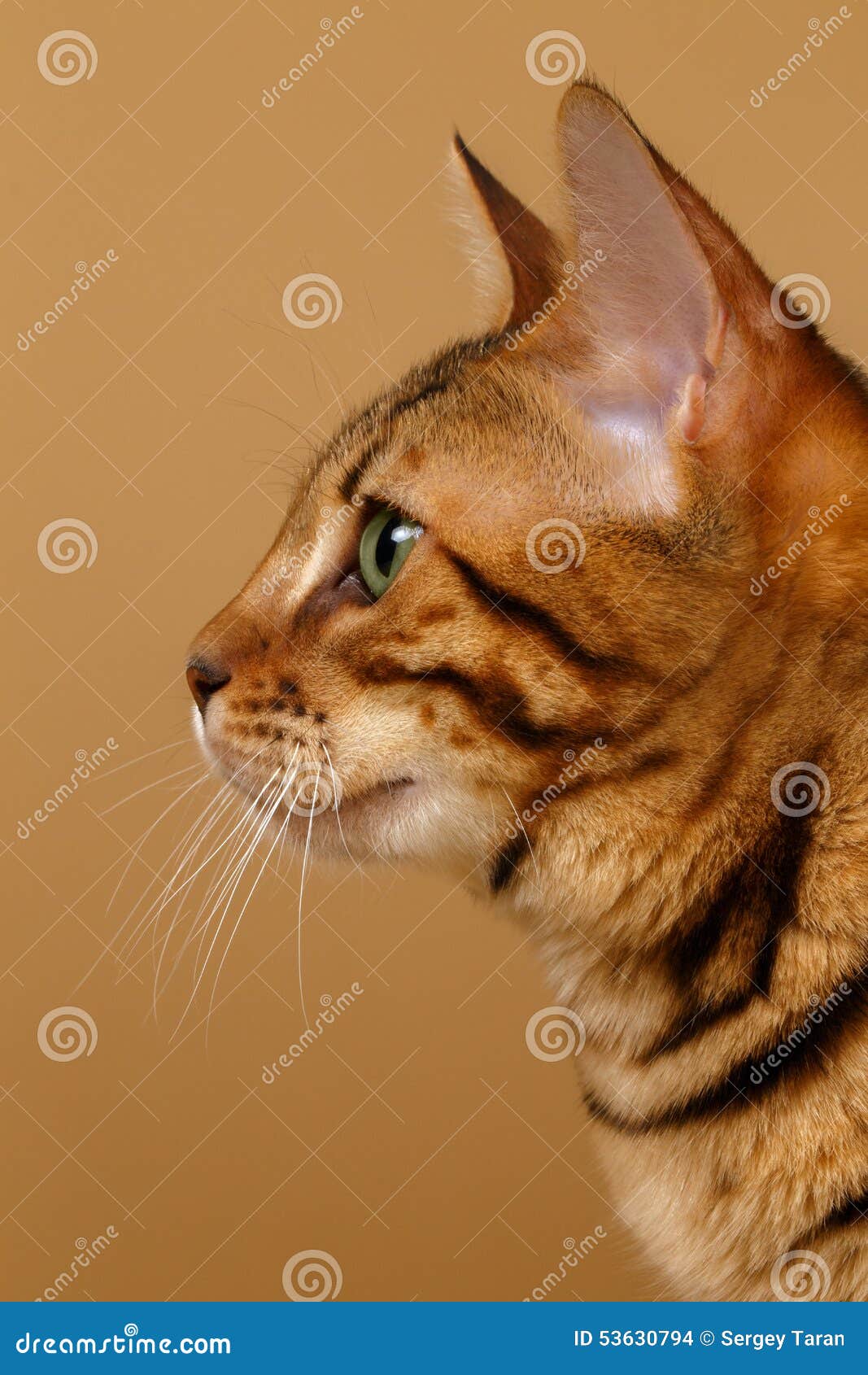 Chat En Gros Plan Du Bengale A La Vue De Profil Photo Stock Image Du Chaton Leopard