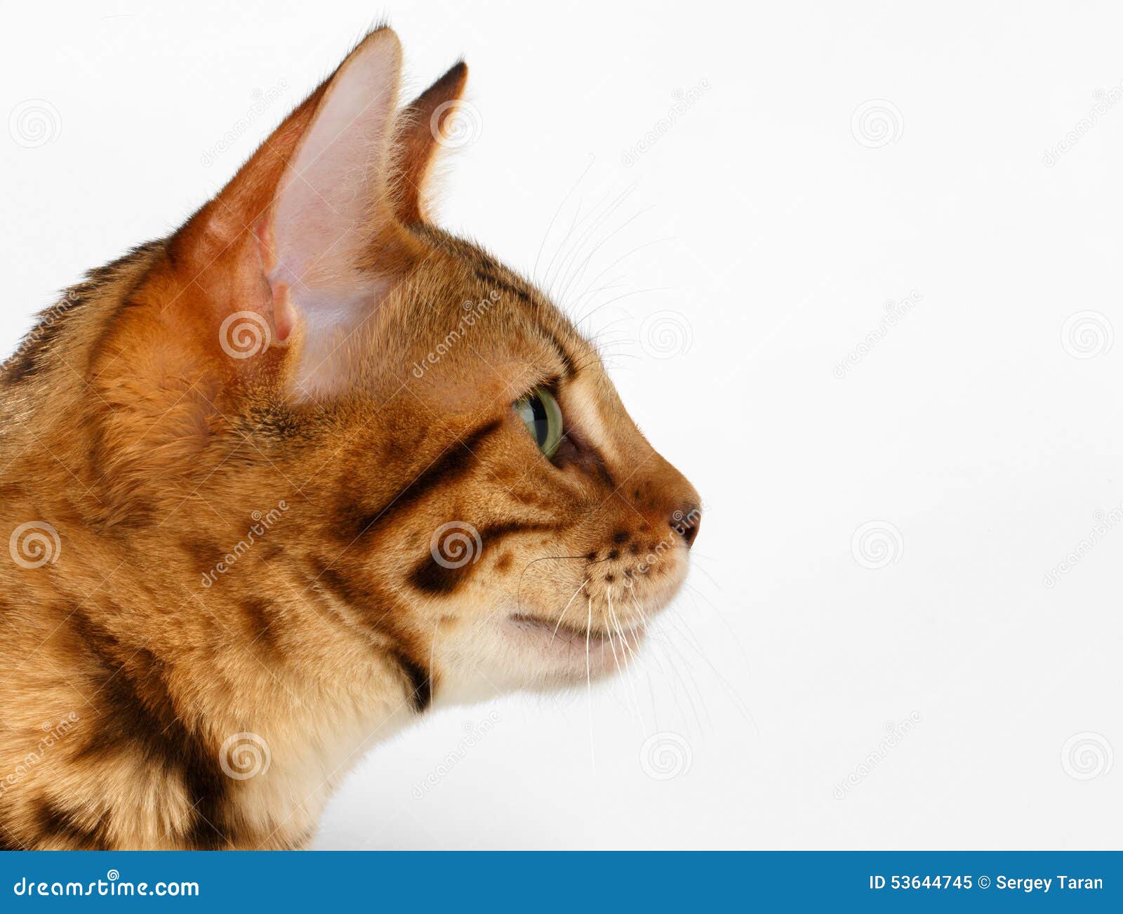 Chat En Gros Plan Du Bengale A La Vue De Profil Sur Le Blanc Image Stock Image Du Leopard Animal