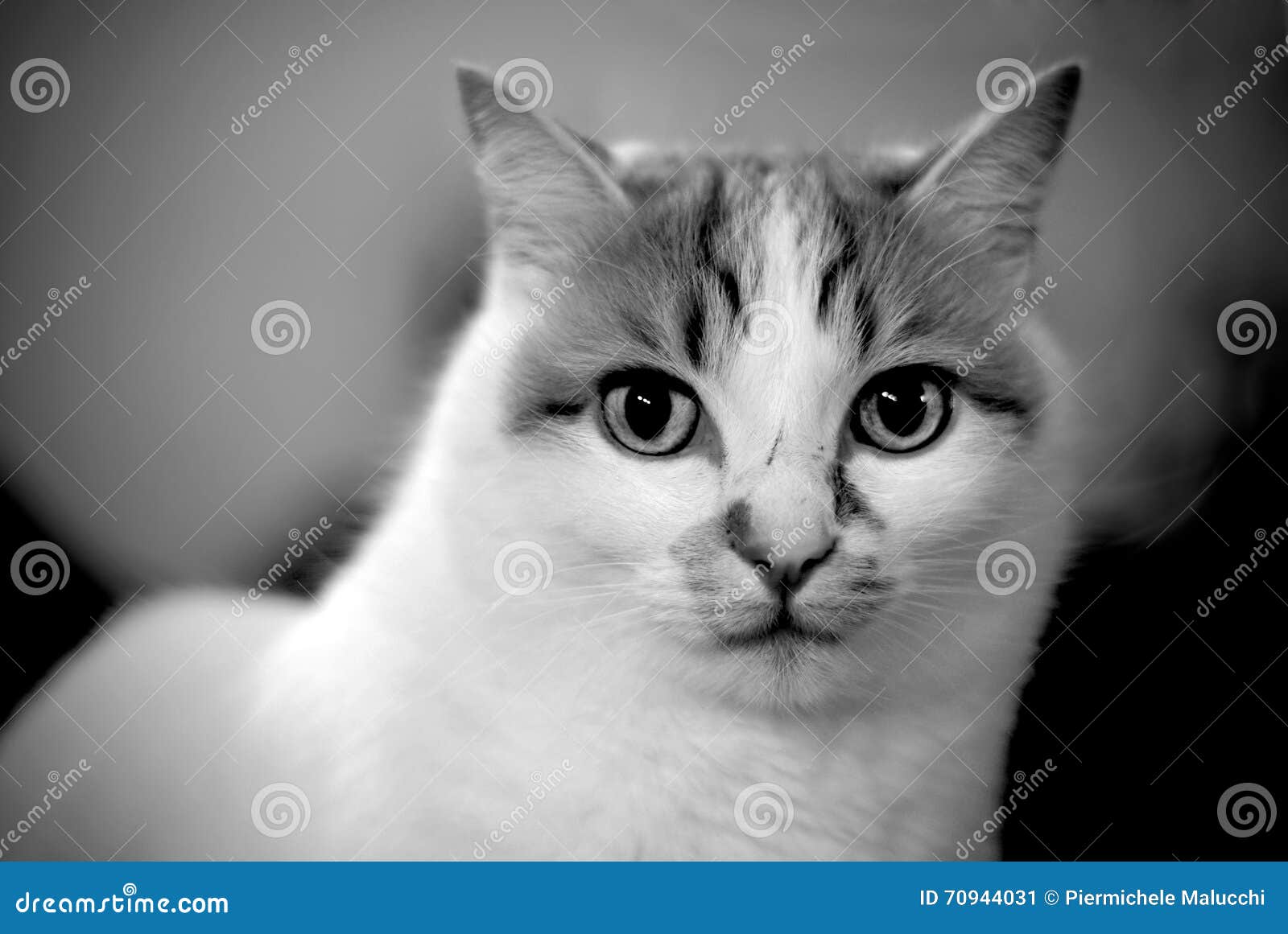 Chat En Noir Et Blanc Image Stock Image Du Espiègle 70944031