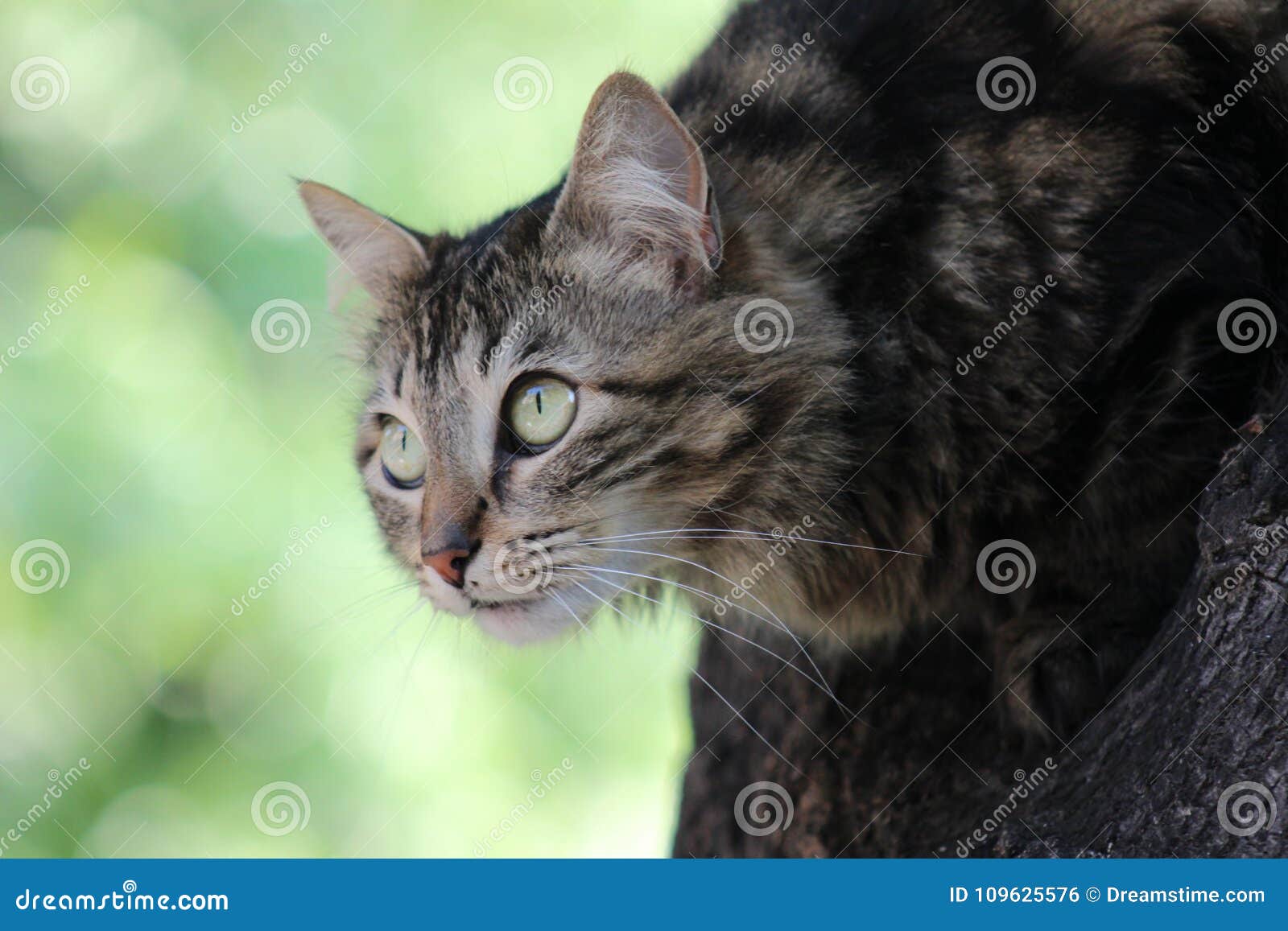 Chat En Position D Attaque Photo Stock Image Du Placez