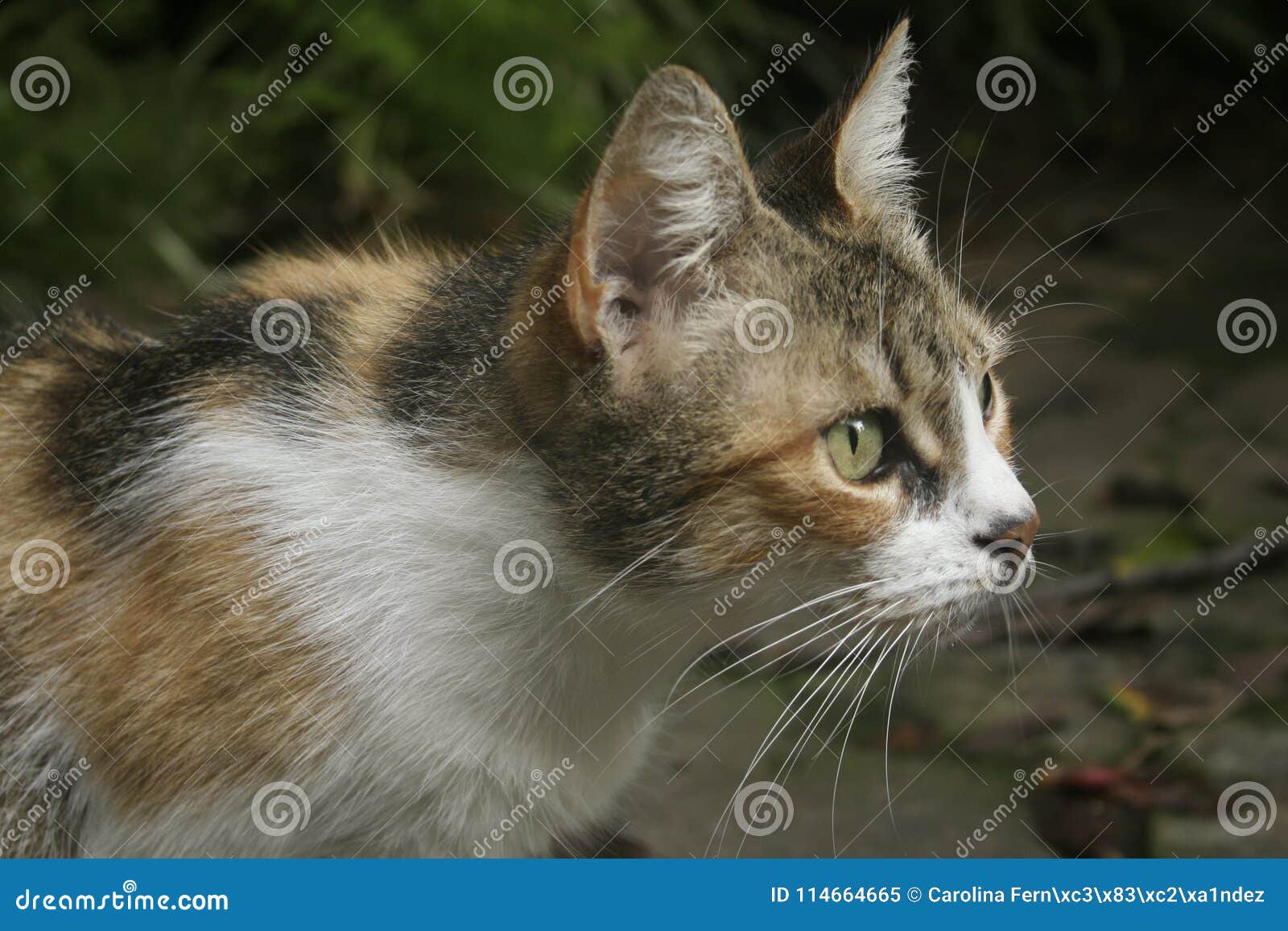 Chat En Position D Attaque Image Stock Image Du Placez