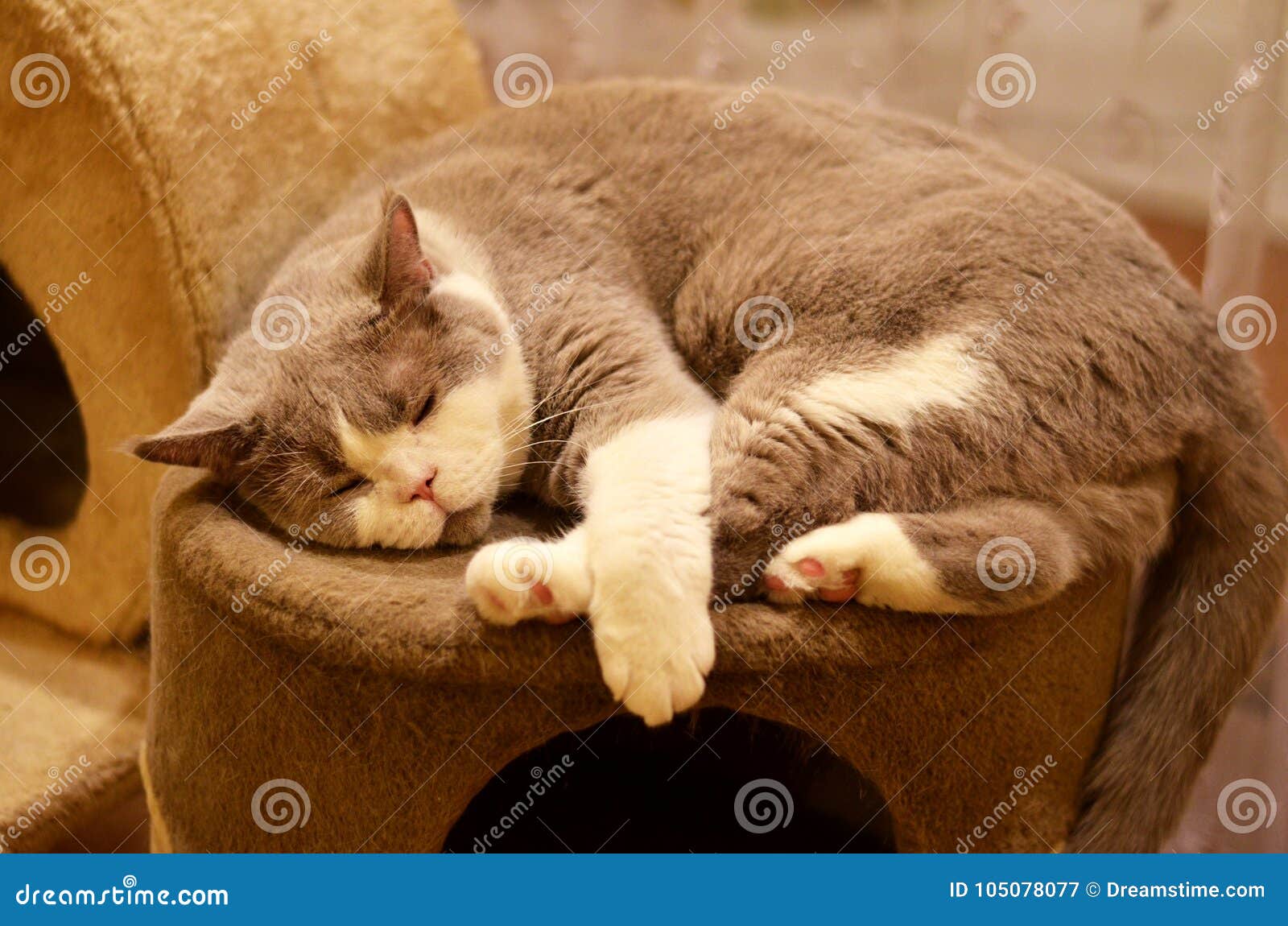 Chat Endormi Sur Un Canape Image Stock Image Du Britannique