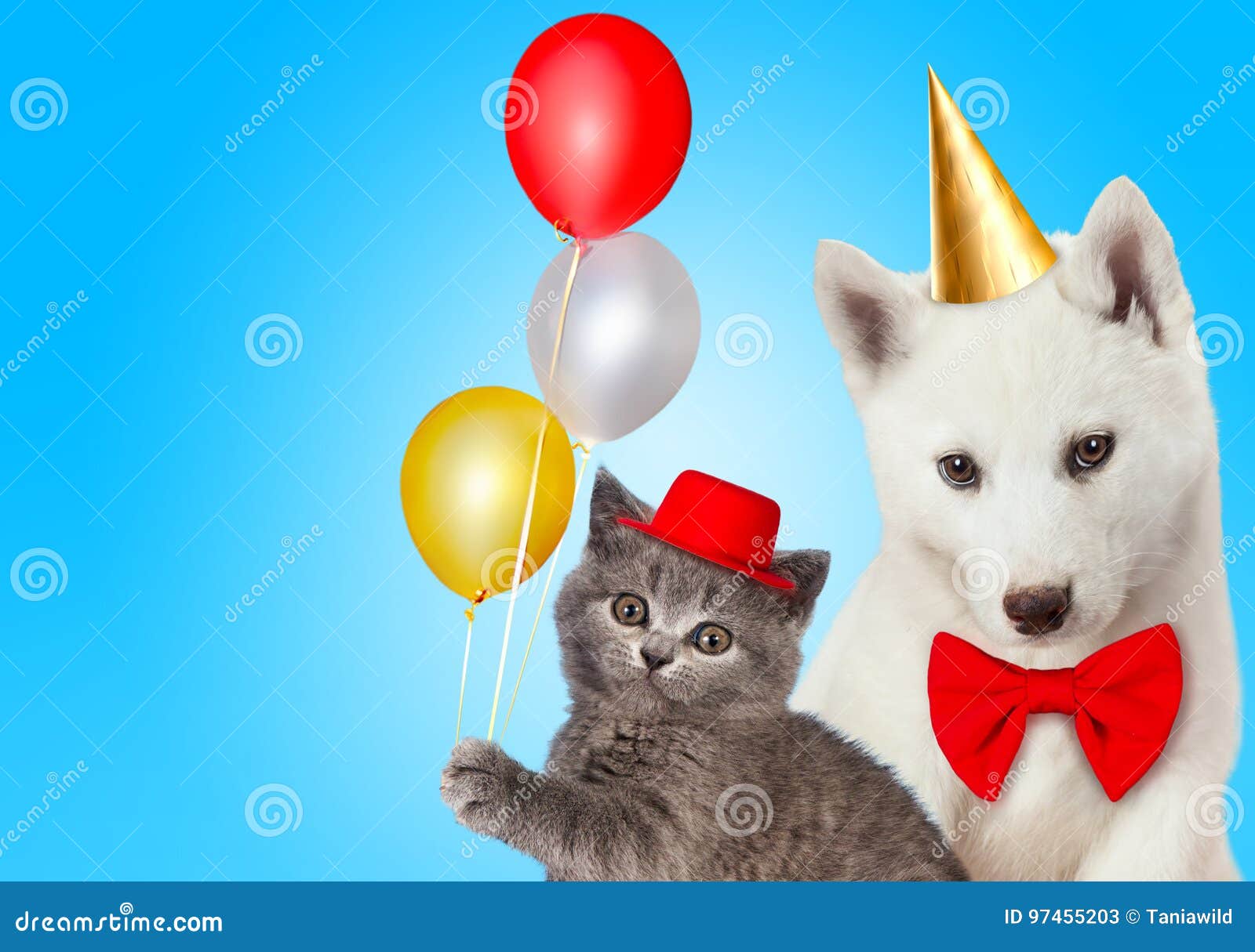 Chat Et Chien Ainsi Que Des Chapeaux De F te D Chat Et Chien Ainsi Que Des Chapeaux De F te D