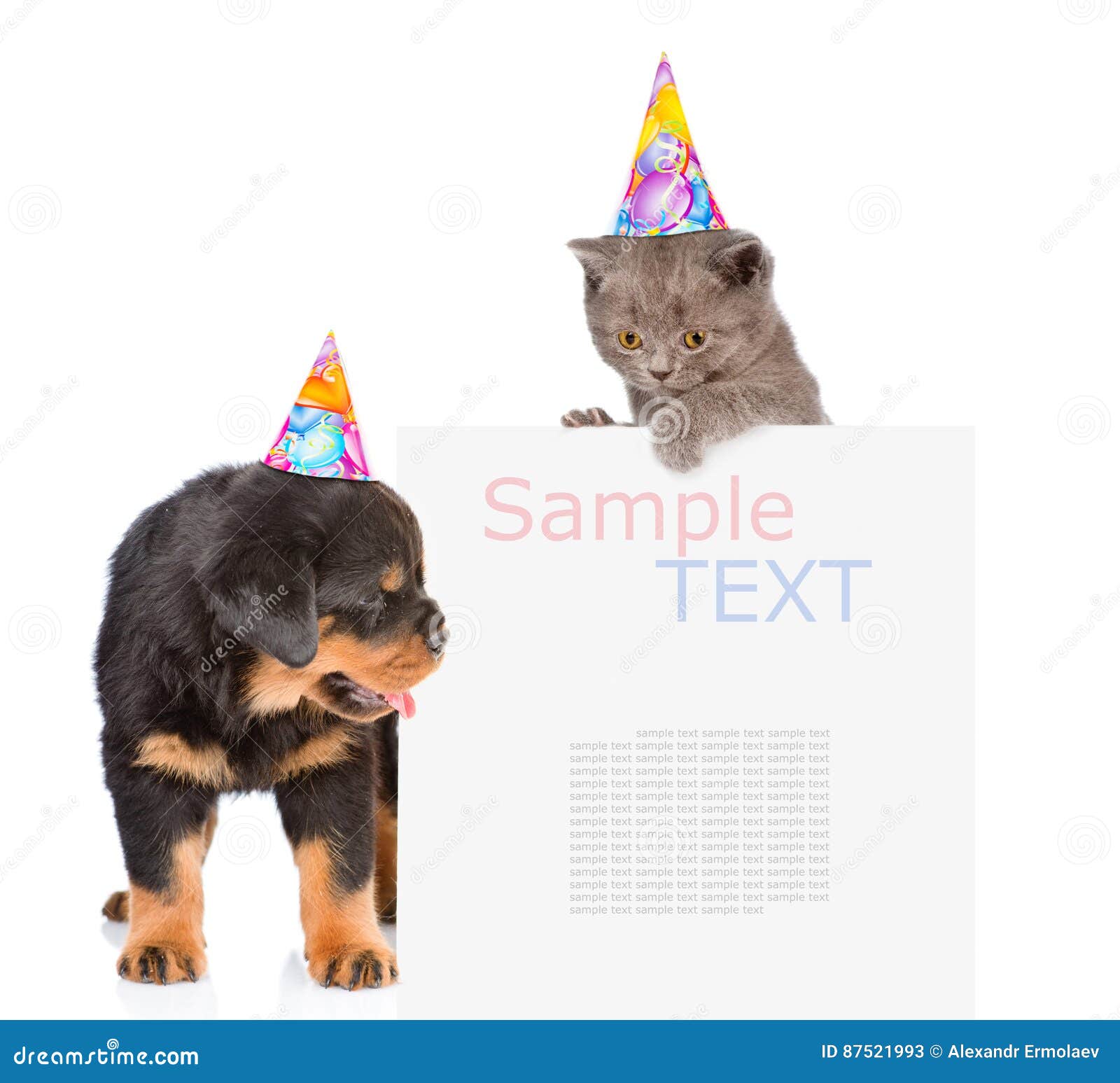 Chat Et Chien Dans Des Chapeaux D Anniversaire Jetant Un Coup D Oeil Par Derriere Le Conseil Vide Est Image Stock Image Du Coup Chien
