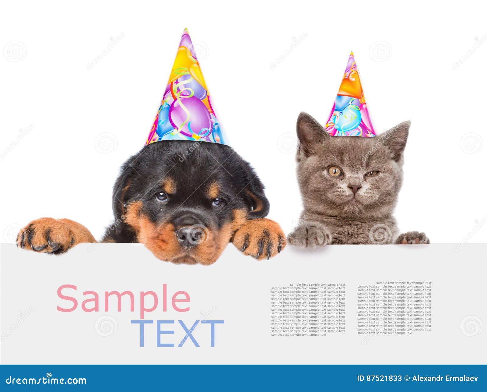 Chat Et Chien Dans Des Chapeaux D Anniversaire Jetant Un Coup D Oeil Par Derriere Le Conseil Vide Et Image Stock Image Du Vide Dans Chat Et Chien Dans Des Chapeaux D Anniversaire Jetant Un Coup D Oeil Par Derriere Le Conseil Vide Et Image Stock Image Du Vide Dans
