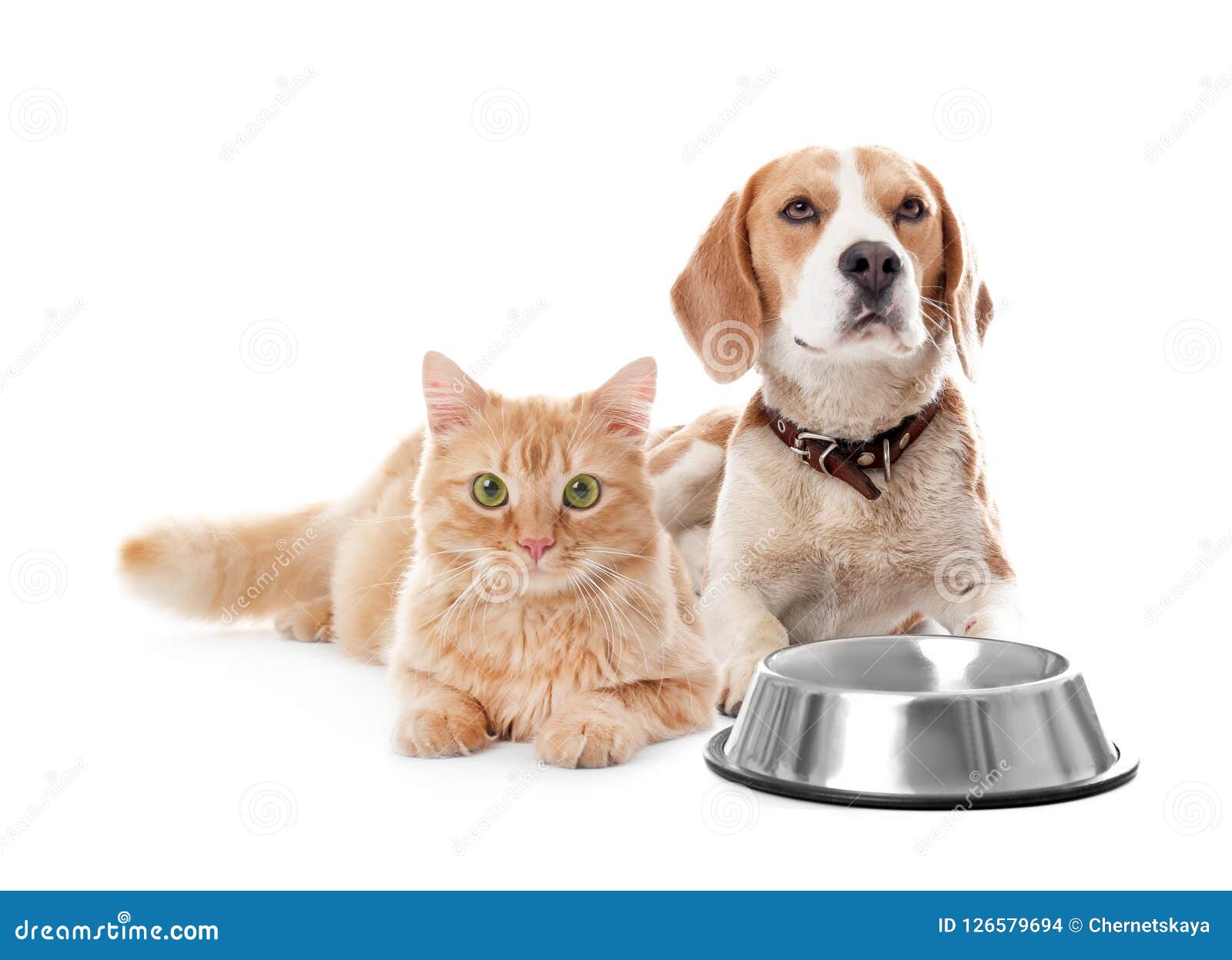 Chat Et Chien Mignons Ensemble Sur Le Fond Blanc Photo Stock Image Du Canin Poilu