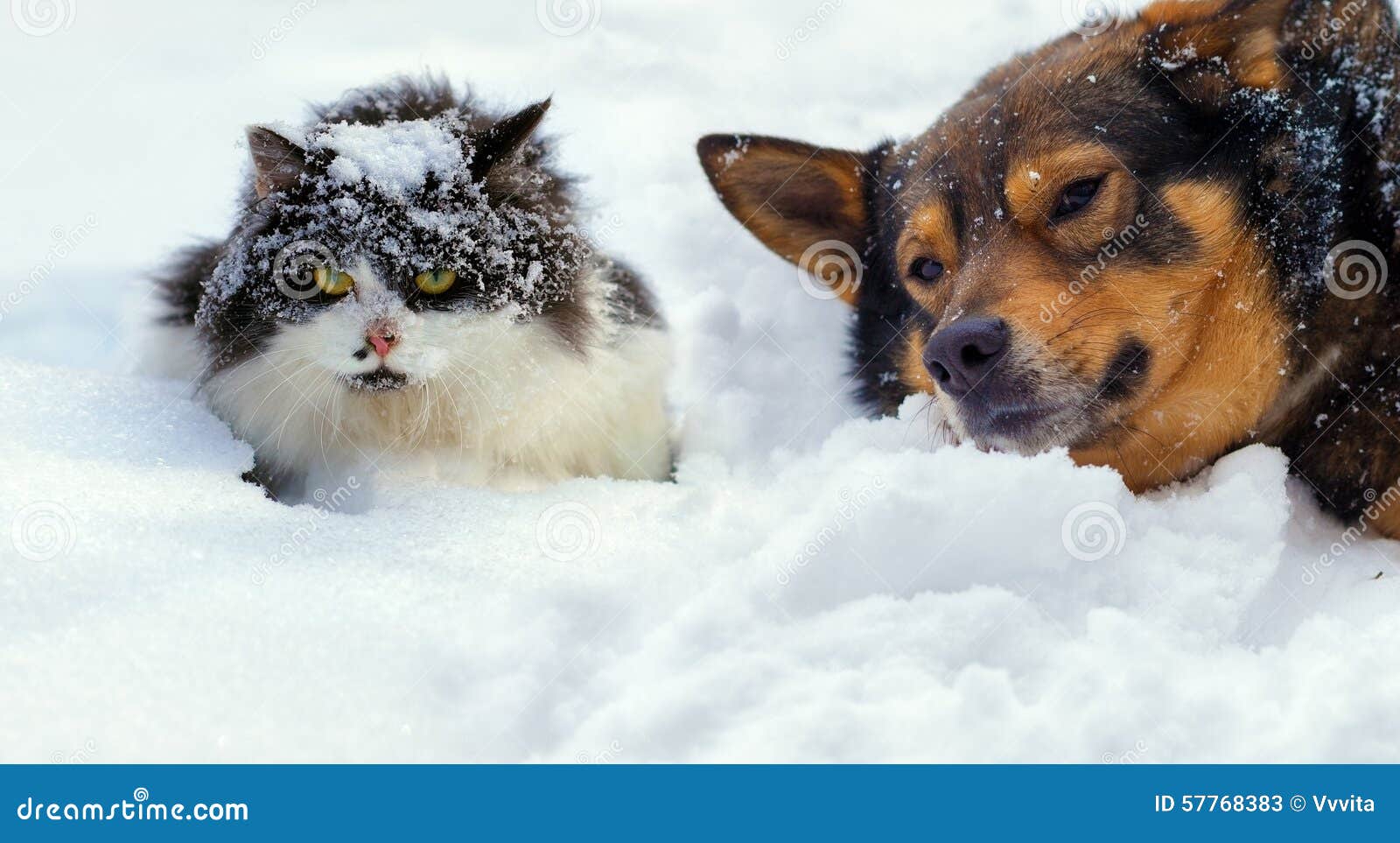Chat Et Chien Se Trouvant Sur La Neige Image Stock Image