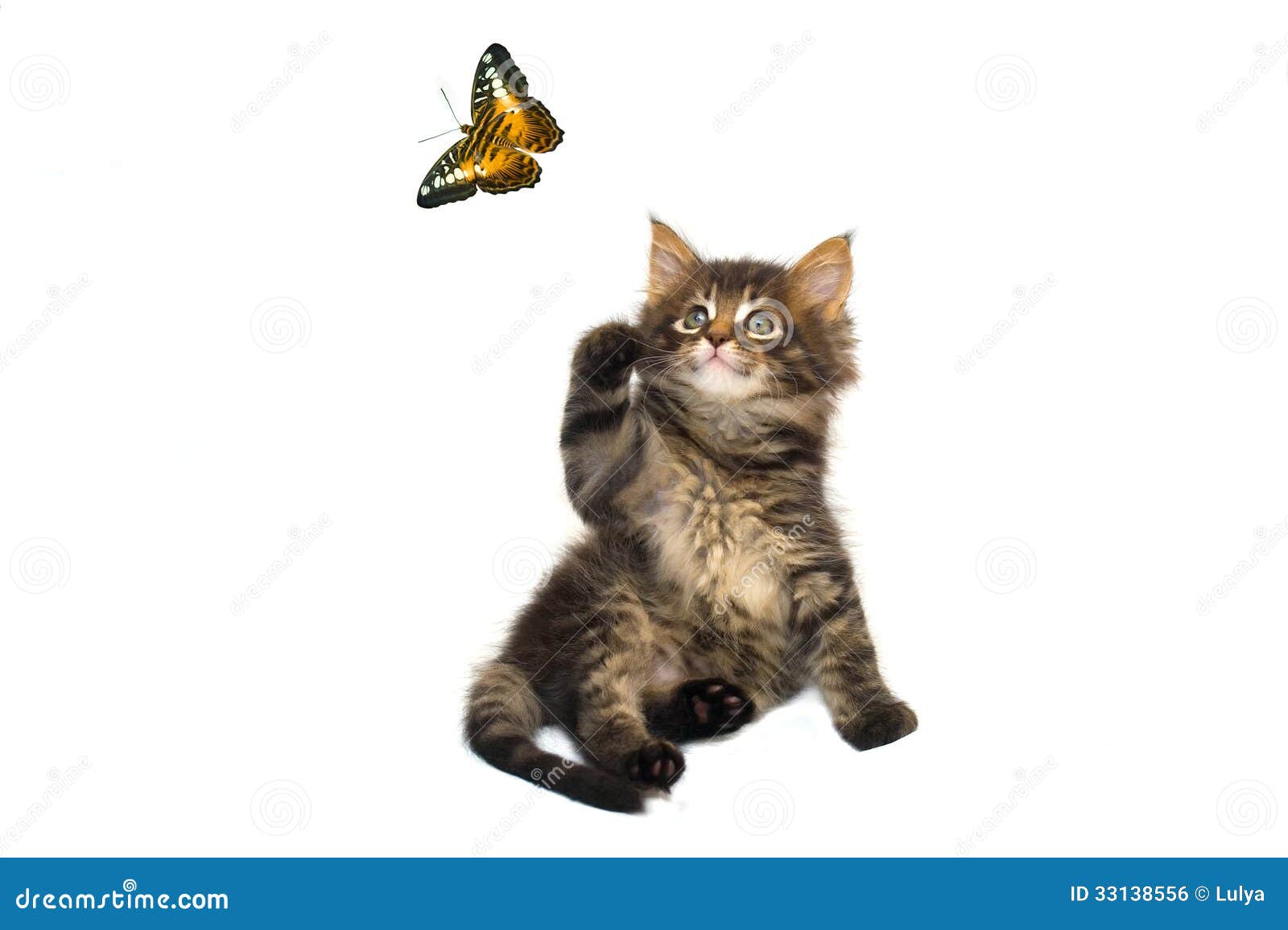 Chat Et Papillon Photo Stock Image Du Chat Mignon Tigre
