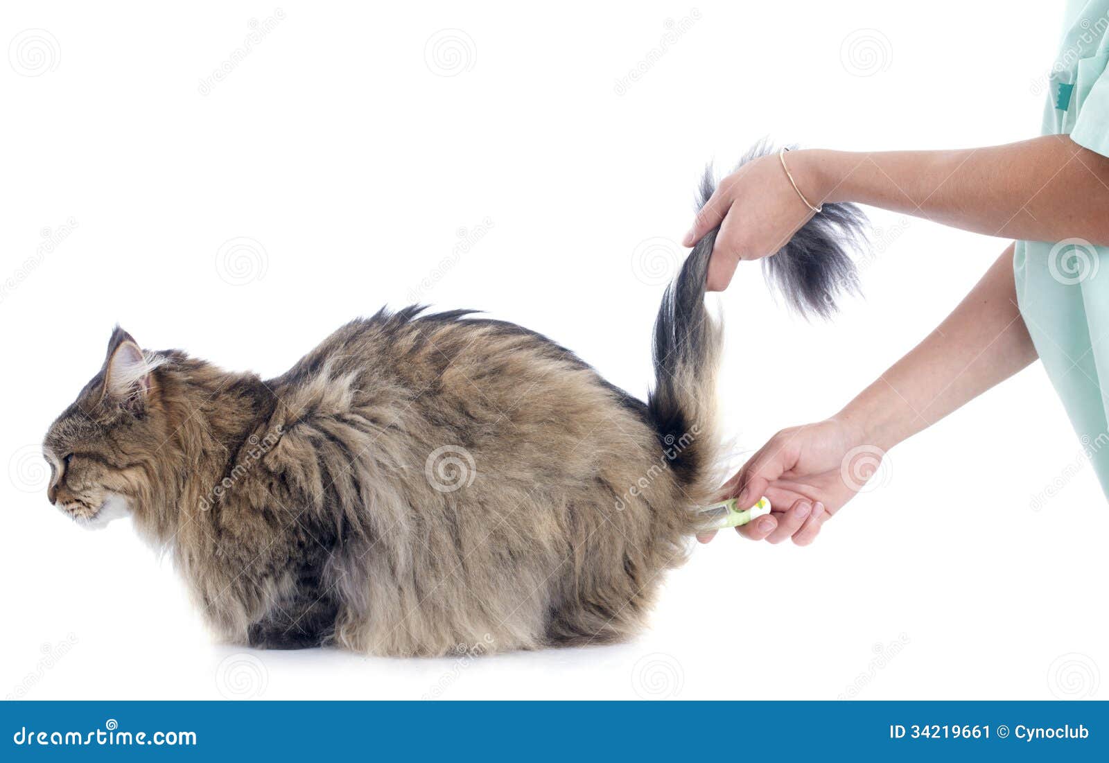 Chat Et Thermometre Image Stock Image Du Malade Examiner