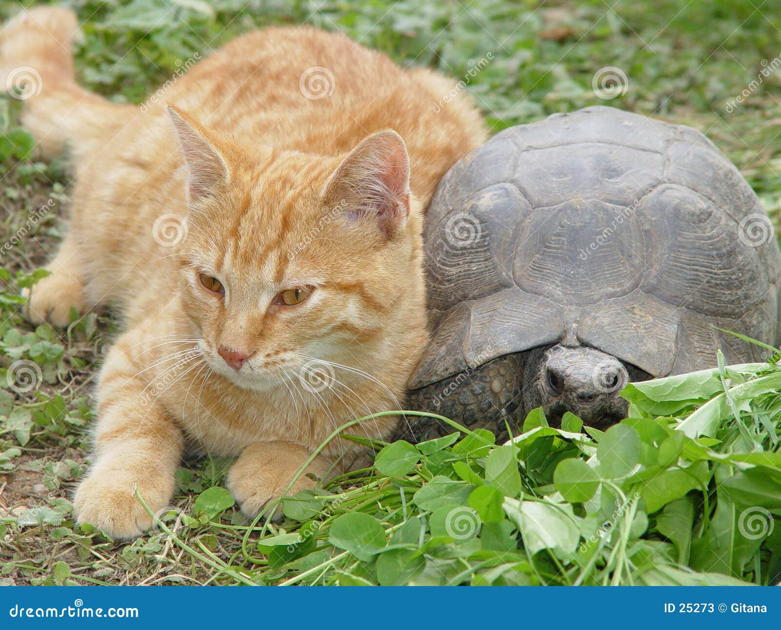 Chat Et Tortue Image Stock Image Du Tortue Chat