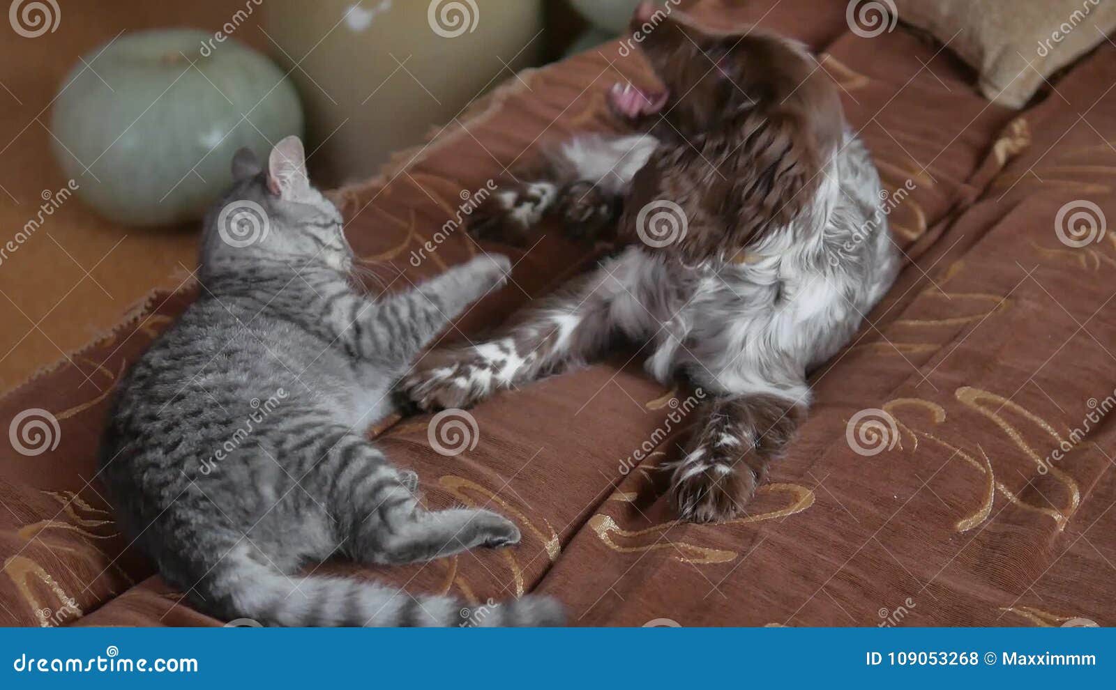 Chat Et Un Combat De Chien L Amitié Choie La Vidéo Drôle Drôle De Chat Et De Chien à L Intérieur