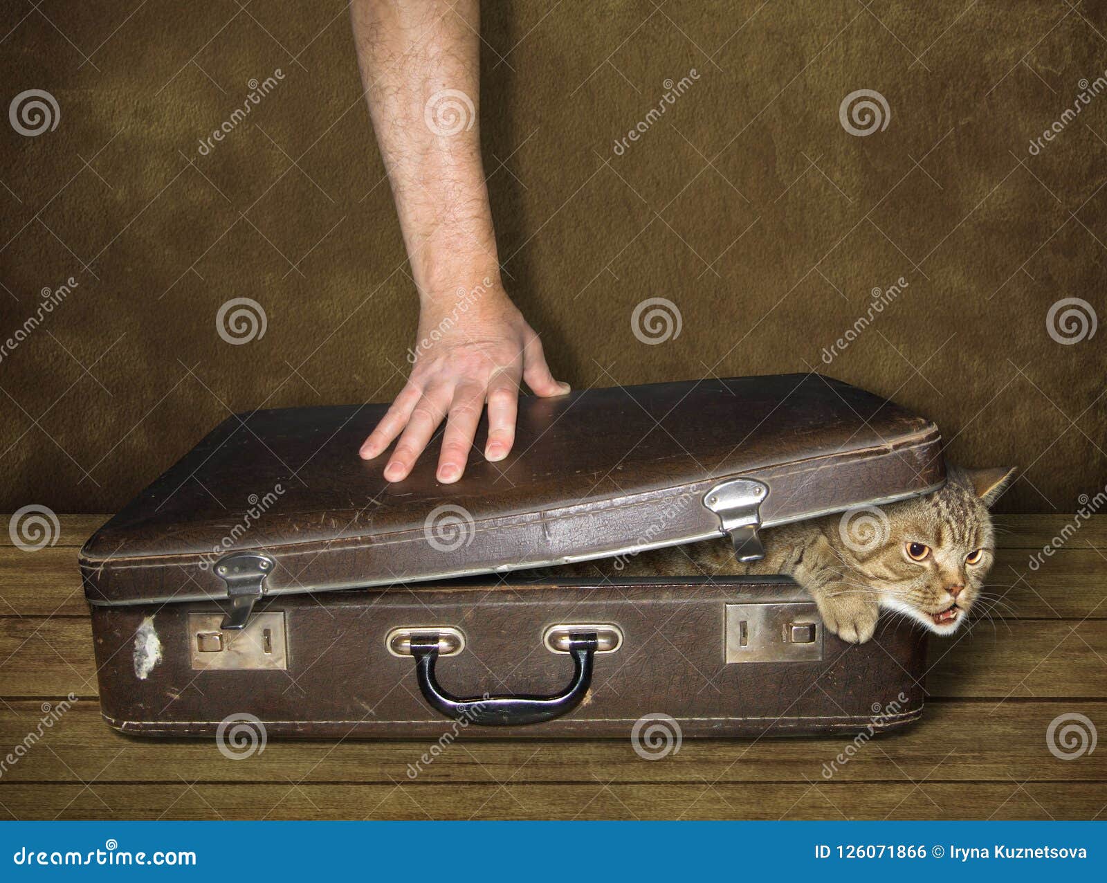 Chat Et Valise 2 Photo Stock Image Du Bagage Obtenez Chat Et Valise 2 Photo Stock Image Du Bagage Obtenez