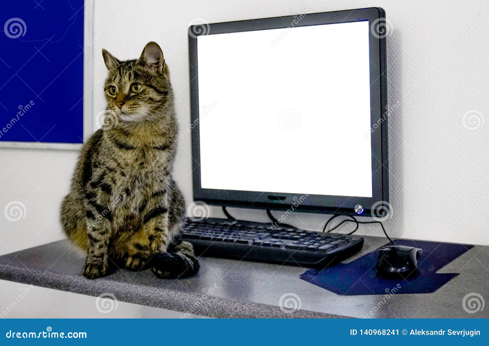 Chat Fond Blanc Ordinateur Portable Tableau Noir Mignon Texte Chaton La Publicite Noir Minou Joli Beau Vide Lundi Image Stock Image Du Professeur Chat