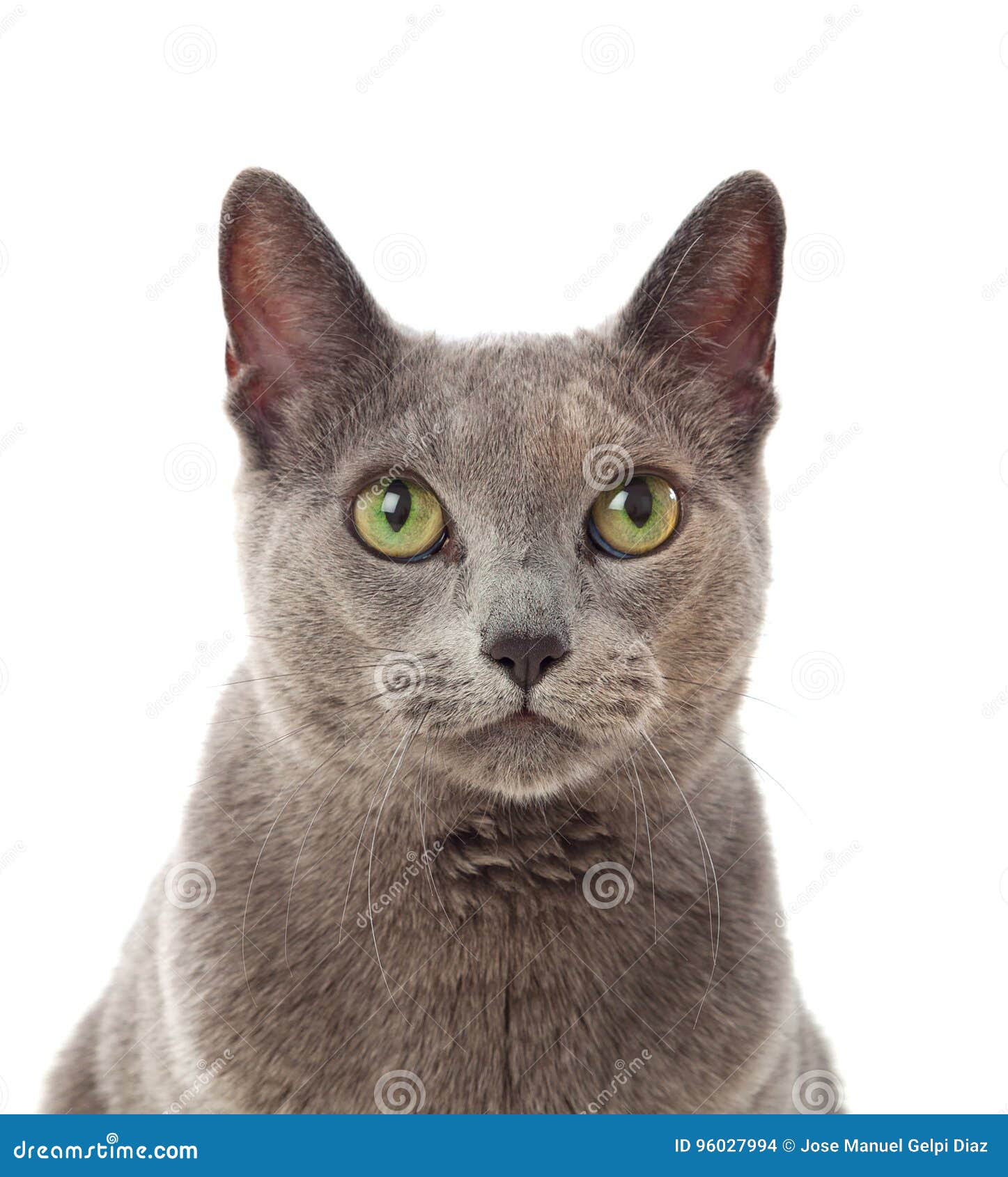 Chat Gris Adorable Avec Les Yeux Verts Photo Stock Image
