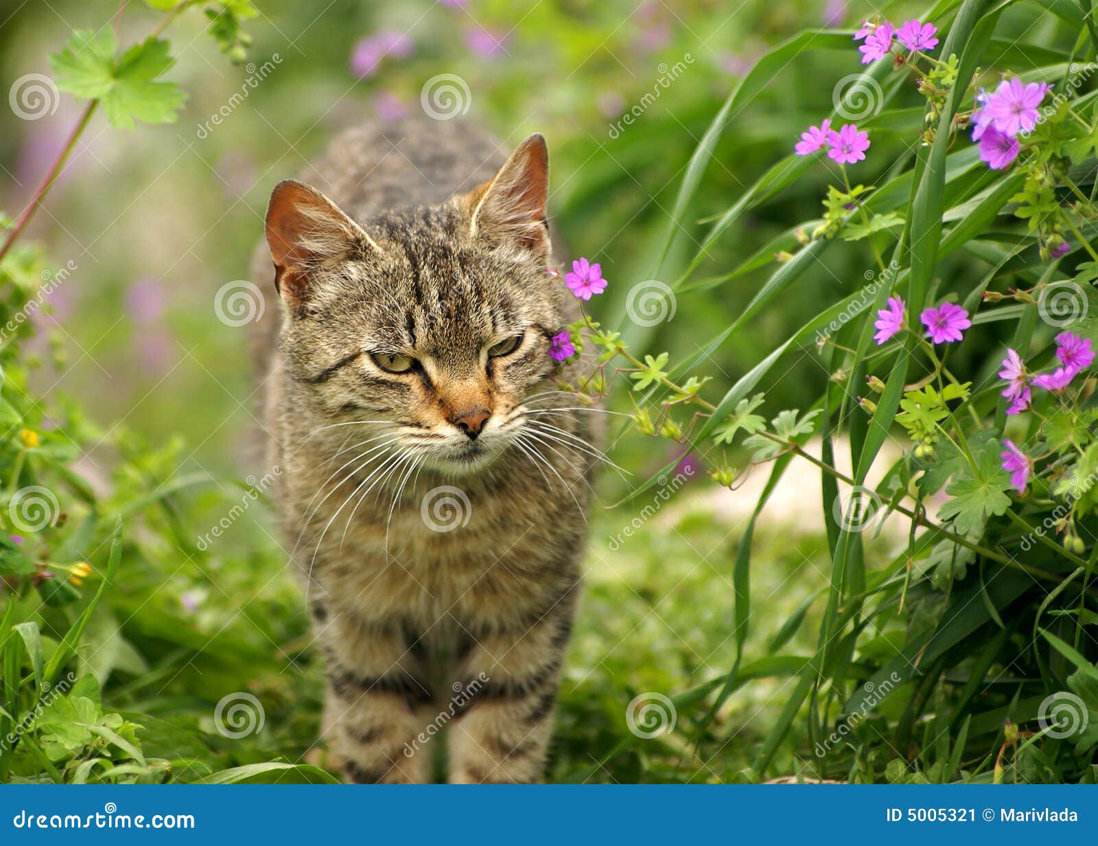 image stock chat gris au printemps fleurissant la nature image