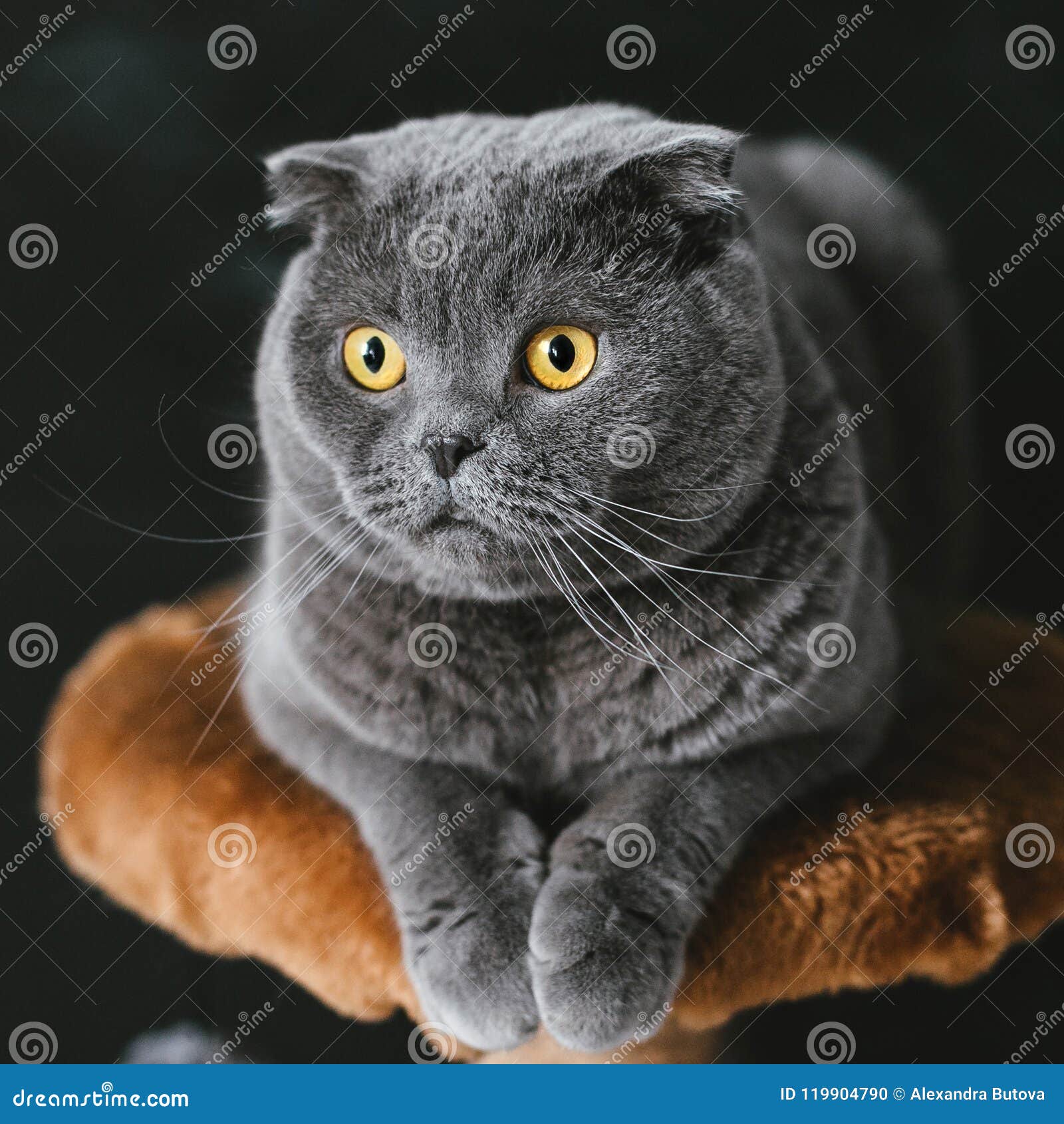 Chat Gris Aux Oreilles Tombantes Ecossais Avec De Grands Yeux Jaunes En Gros Plan Sur Un Fond Noir Photo Stock Image Du Regarder Chaton