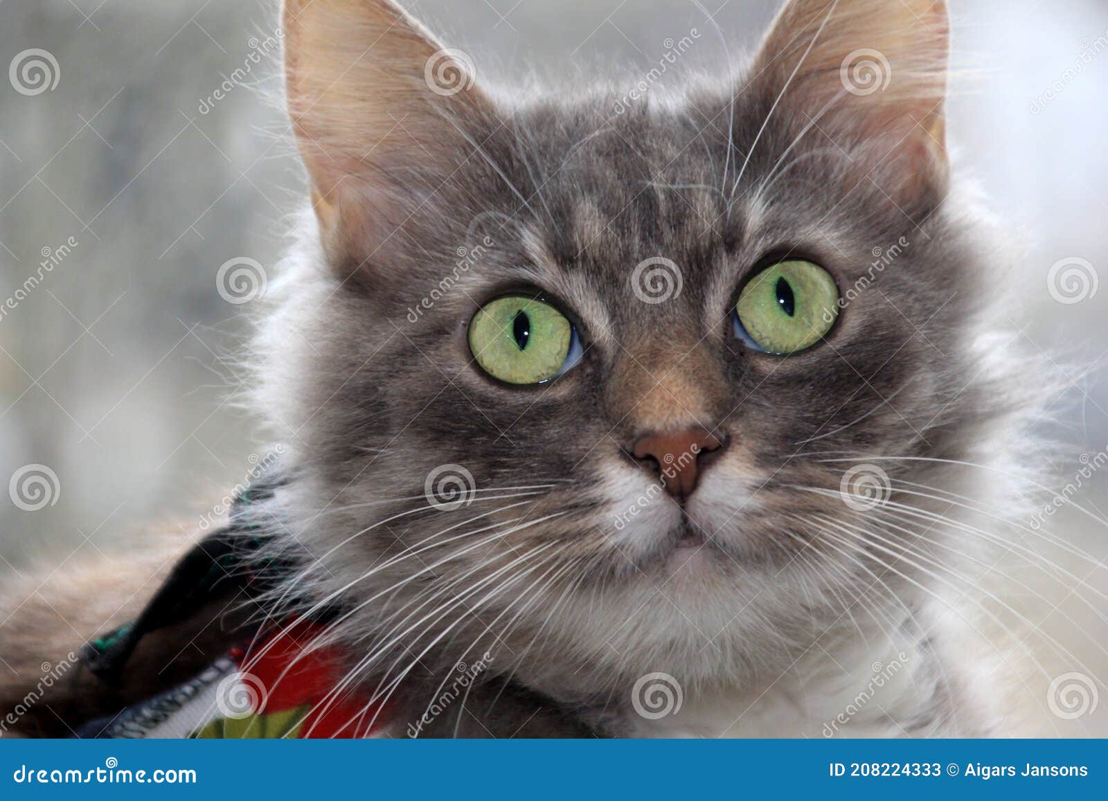 Chat Gris Aux Yeux Verts Image Stock Image Du Vert