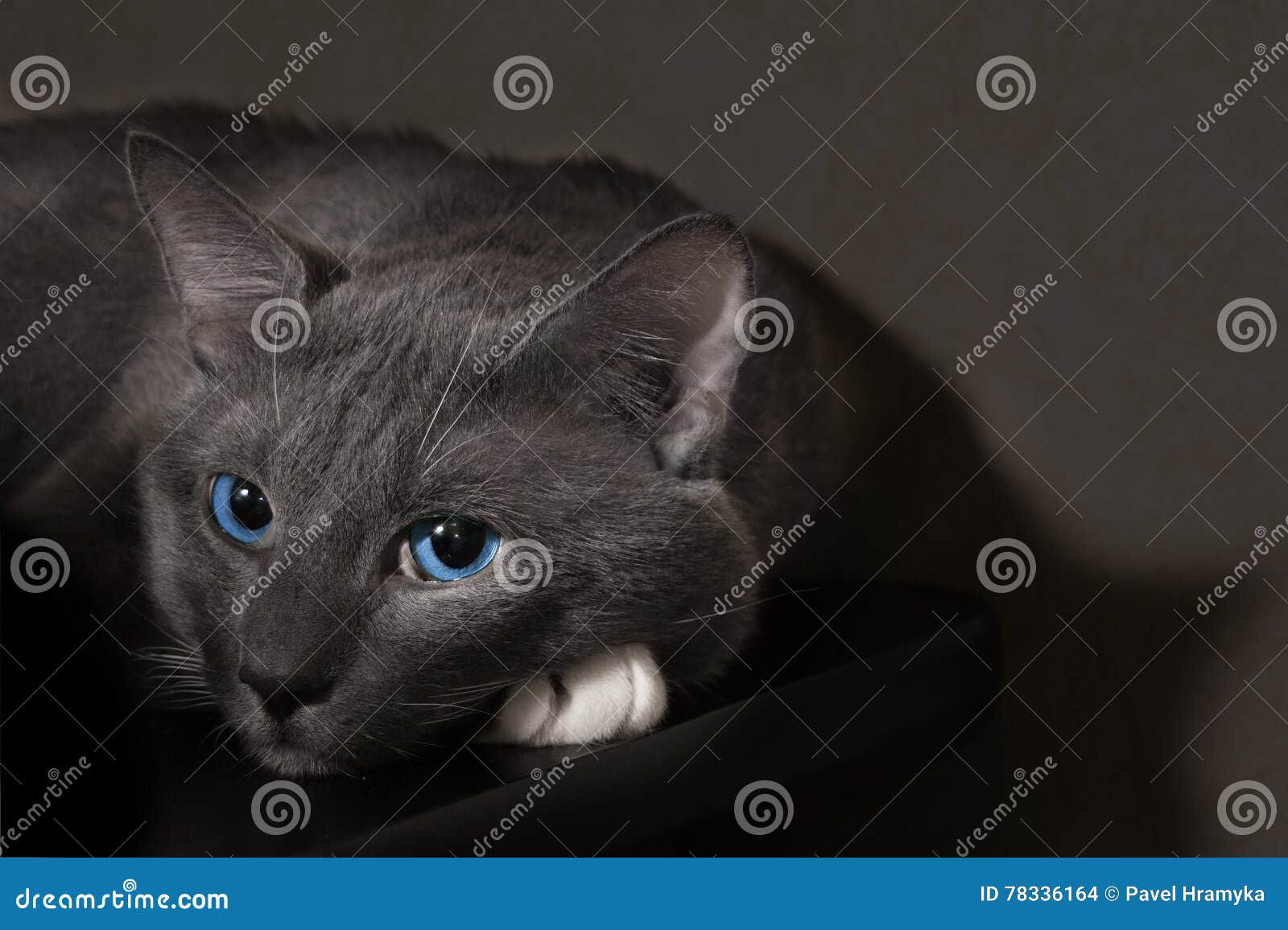 Chat Gris Avec De Beaux Yeux Bleus Photo Stock Image Du