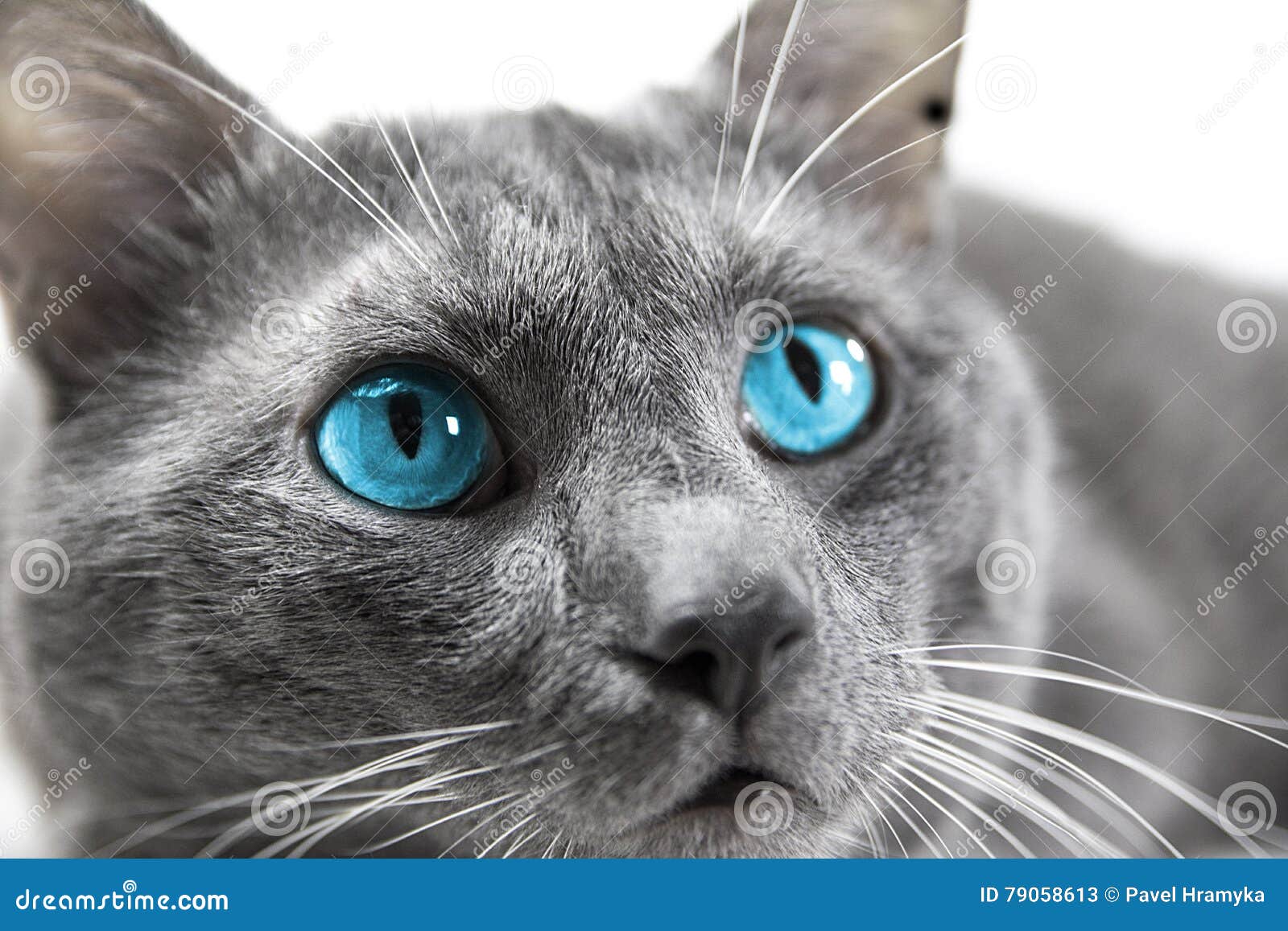 Chat Gris Avec De Beaux Yeux Bleus Un Fond Blanc D Isolement Image Stock Image Du Yeux Cheveu