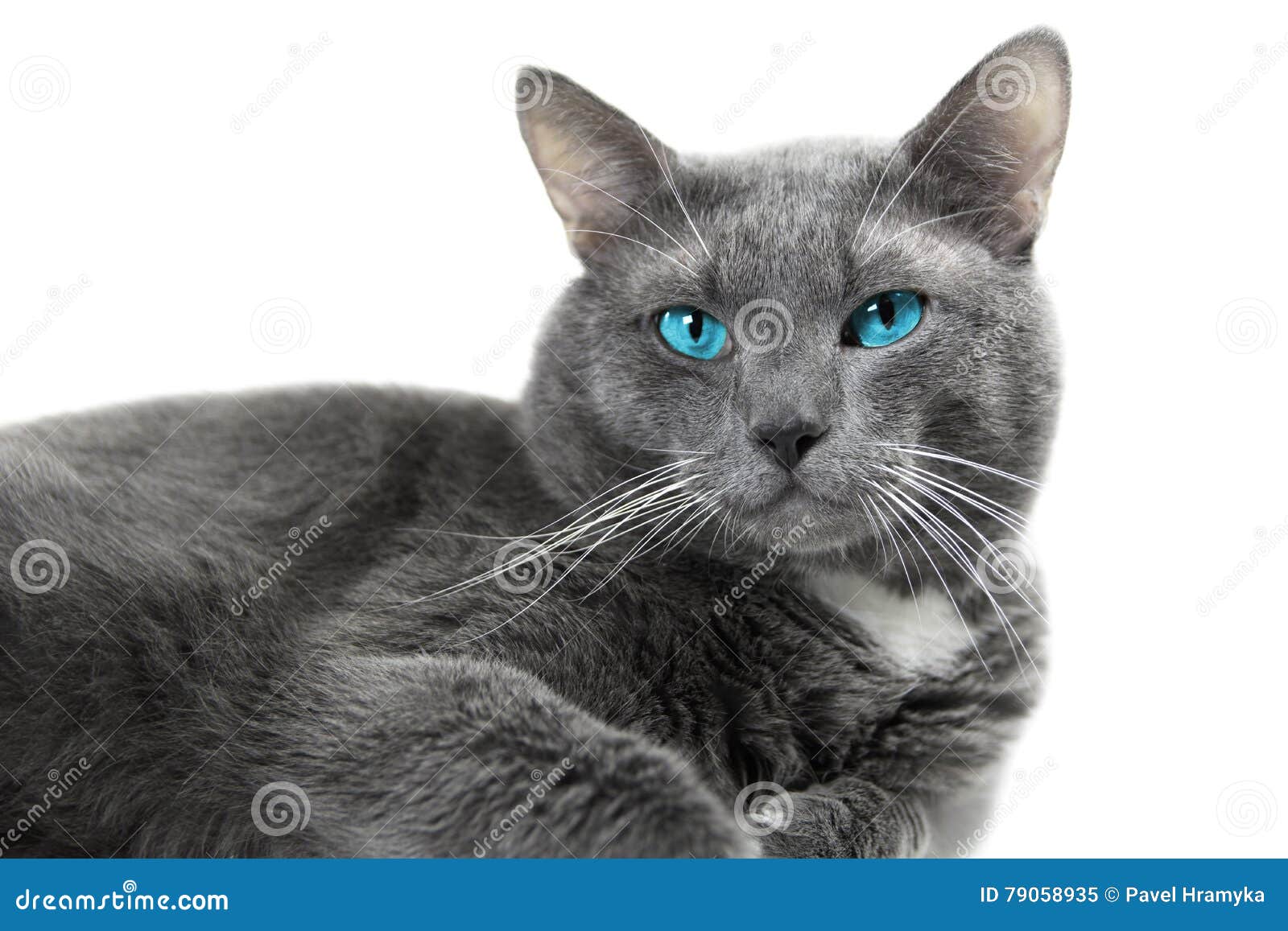 Chat Gris Avec De Beaux Yeux Bleus Un Fond Blanc D Isolement Image Stock Image Du Cheveu Domestique Chat Gris Avec De Beaux Yeux Bleus Un Fond Blanc D Isolement Image Stock Image Du Cheveu Domestique
