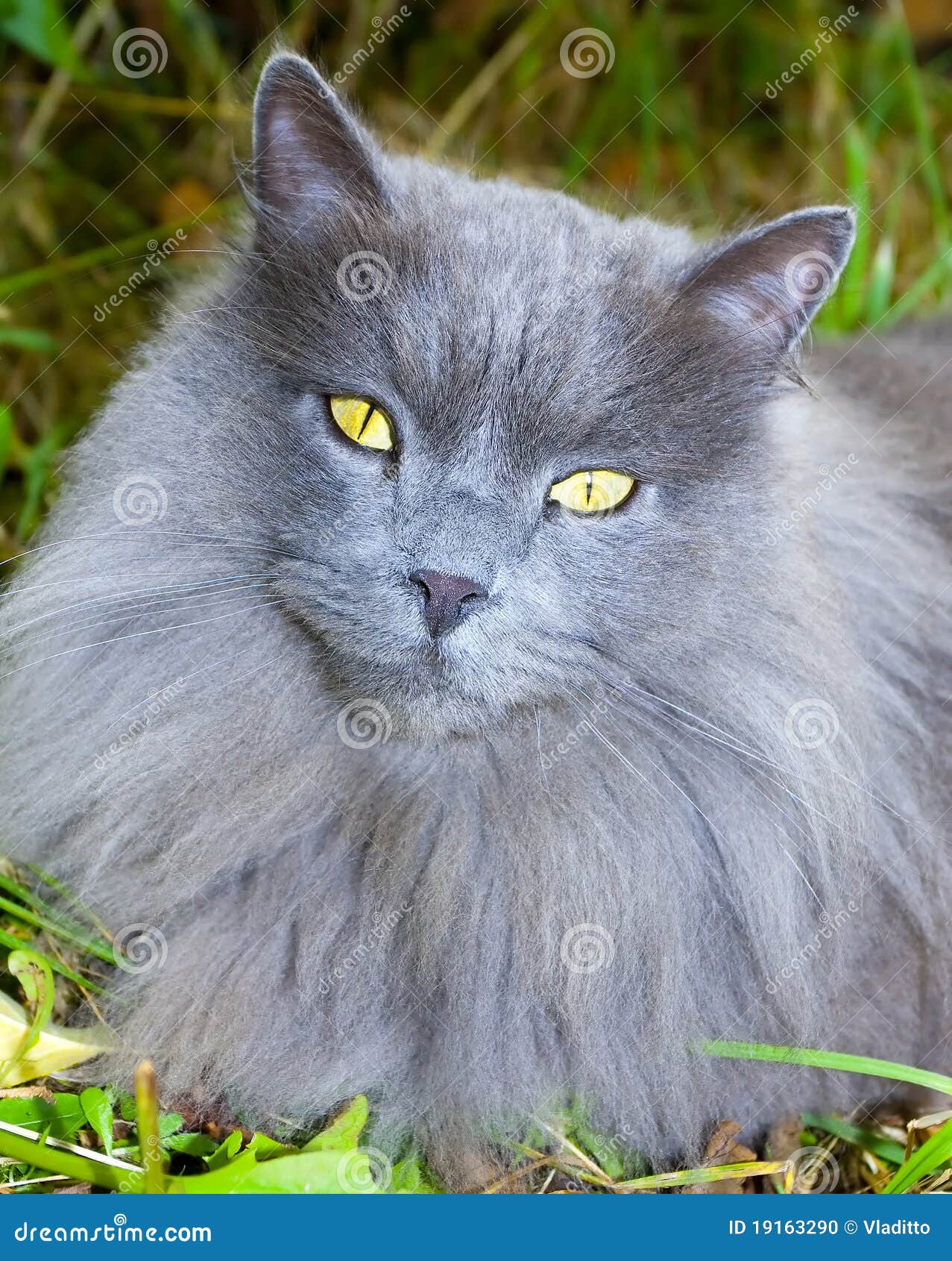 Chat Gris Avec Les Yeux Jaunes Photo Stock Image Du
