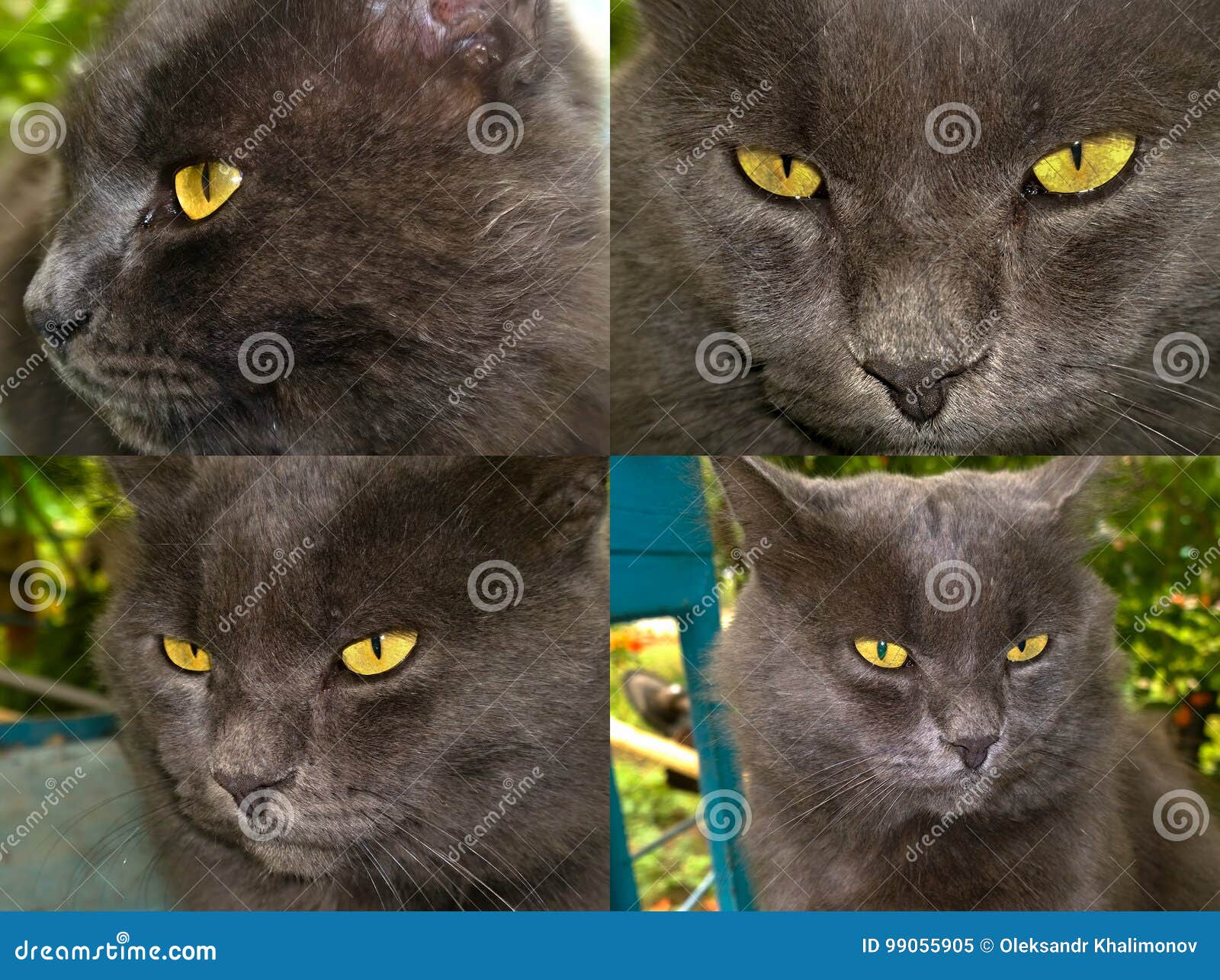 Chat Gris Avec Les Yeux Jaunes Image Stock Image Du Foncé