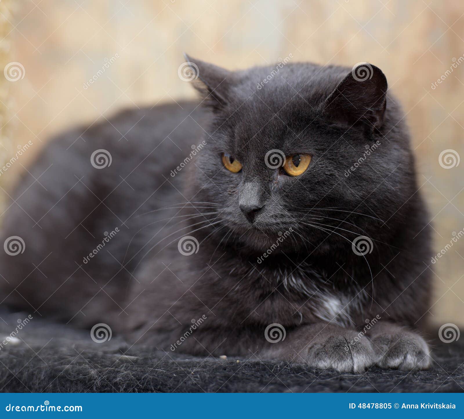 Chat Gris Avec Les Yeux Oranges Image Stock Image Du