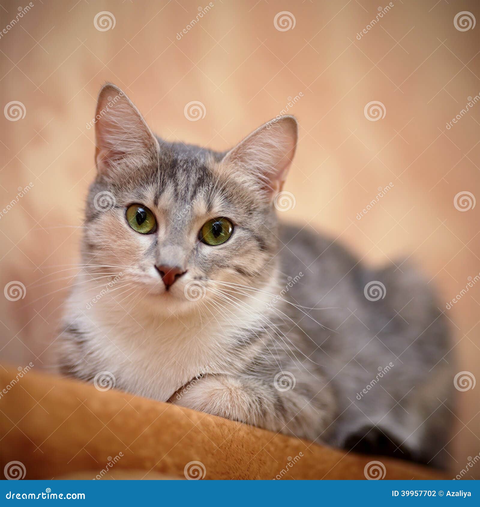 Chat Gris Avec Les Yeux Verts Photo Stock Image Du