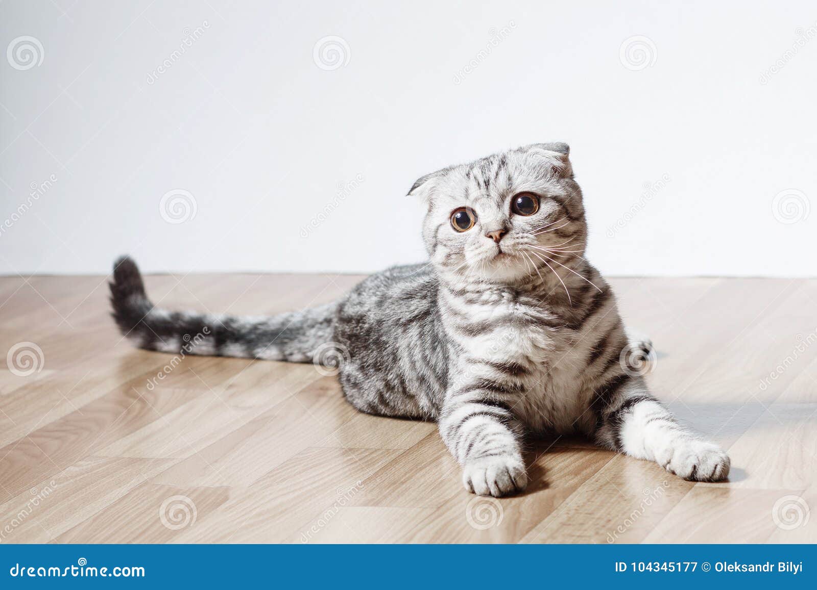 Chat Gris Chaton Aux Oreilles Tombantes Ecossais Raye Image Stock Image Du Reste Domestique Chat Gris Chaton Aux Oreilles Tombantes Ecossais Raye Image Stock Image Du Reste Domestique