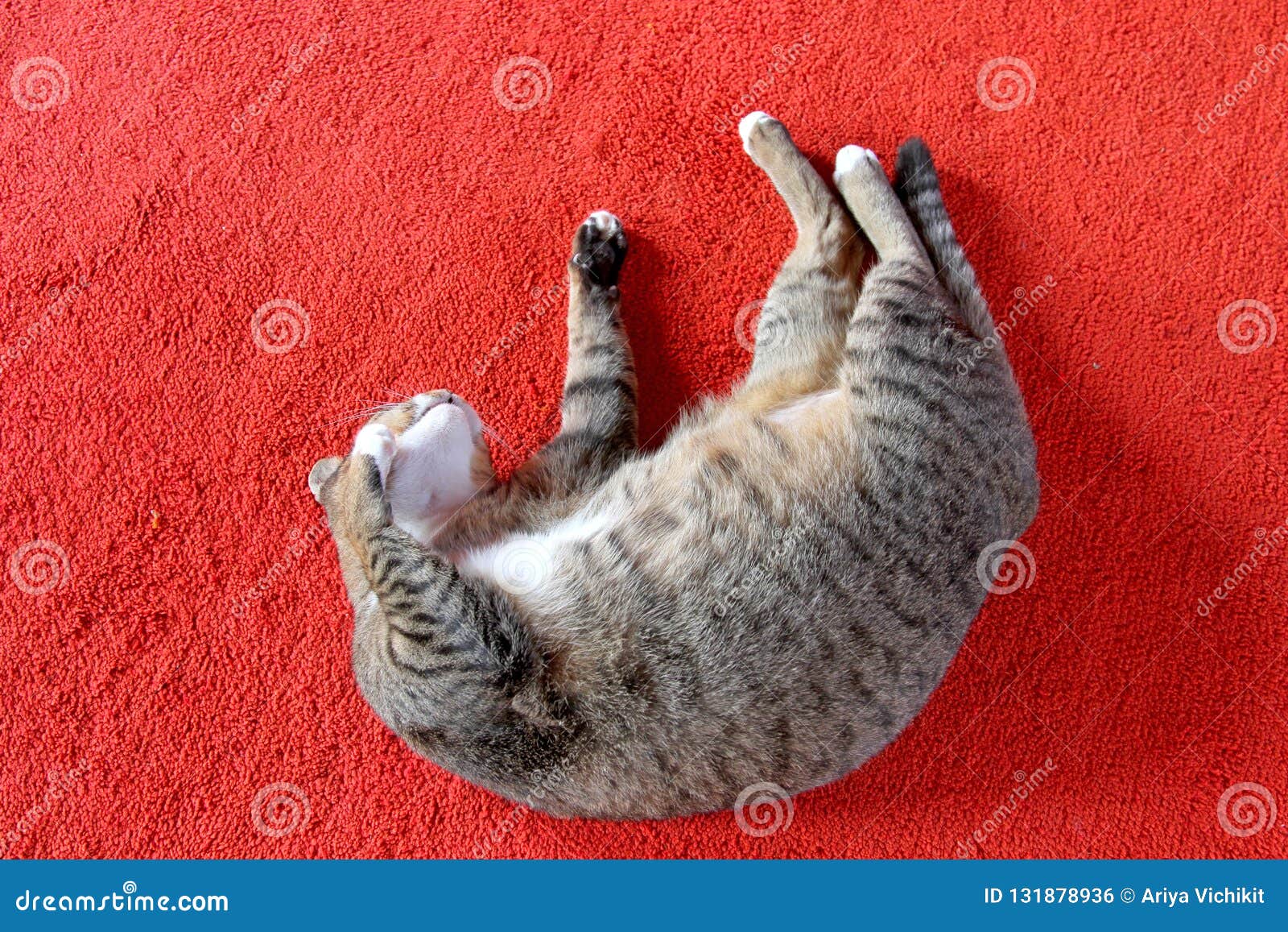 Chat Gris De Plan Rapproché Dormant Sur Le Tapis Rouge Photo