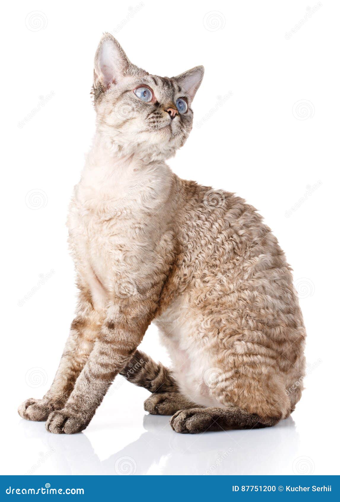 Chat Gris De Rex Du Devon Avec De Grandes Oreilles Sur Le Fond Blanc Photo Stock Image Du Songeur Pedigree