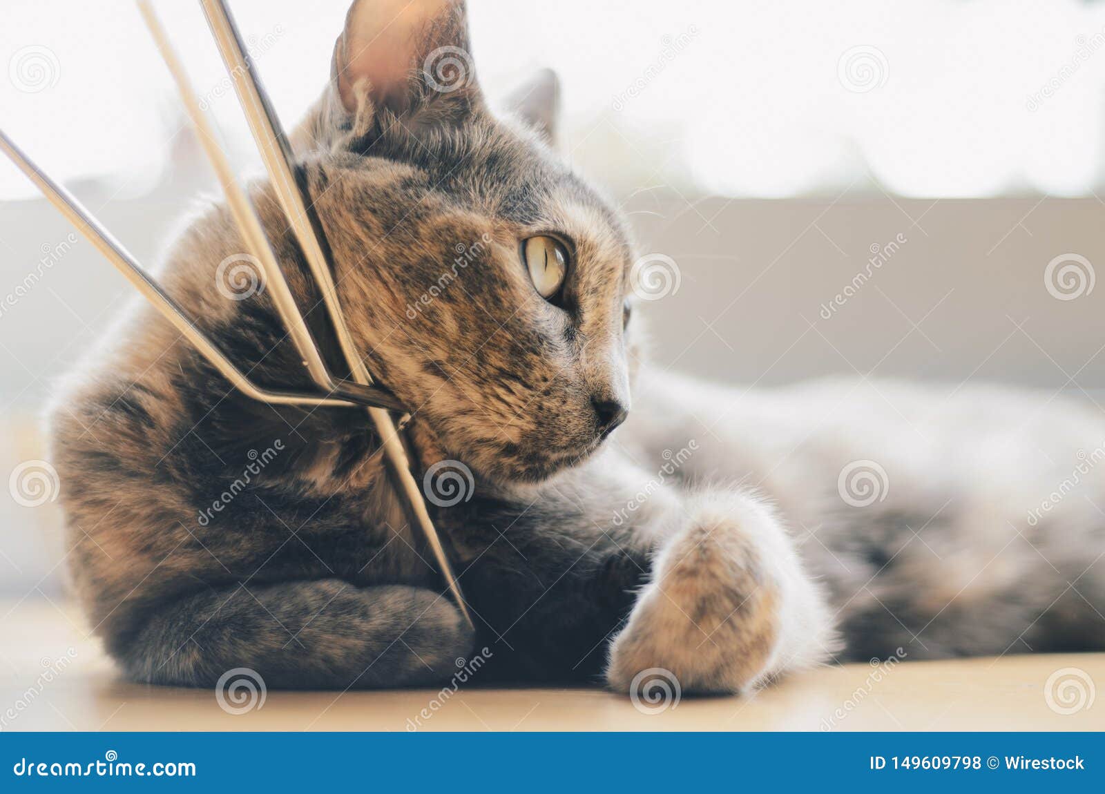 Chat Gris Domestique Mignon Dans Une Maison Photo Stock