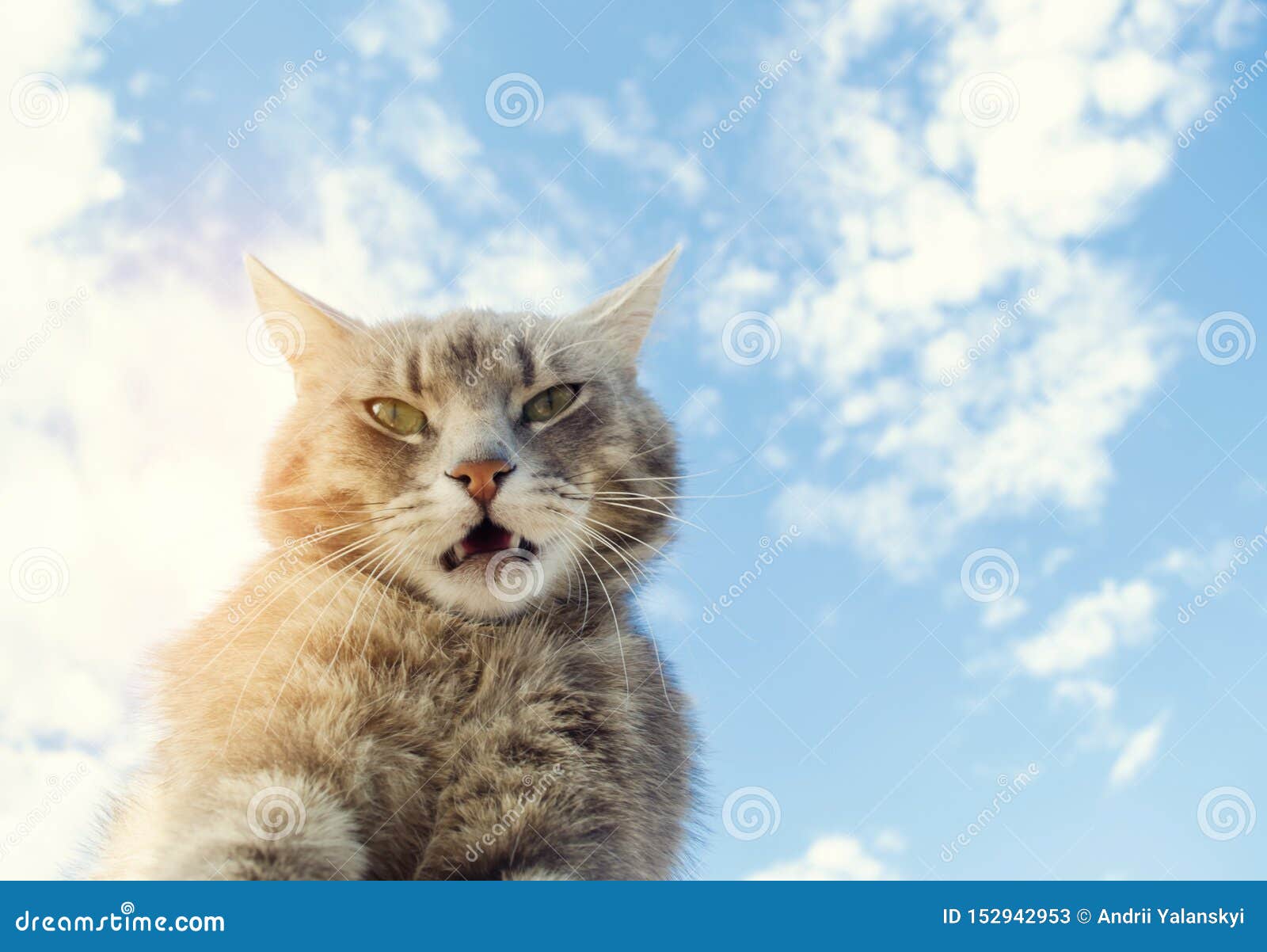 Chat Gris Drole Sur Un Fond De Ciel Bleu Portrait D Animal Familier Chaton Ray Animal Place Pour Le Texte Image Stock Image Du Verticale Bonheur Chat Gris Drole Sur Un Fond De Ciel Bleu Portrait D Animal Familier Chaton Ray Animal Place Pour Le Texte Image Stock Image Du Verticale Bonheur