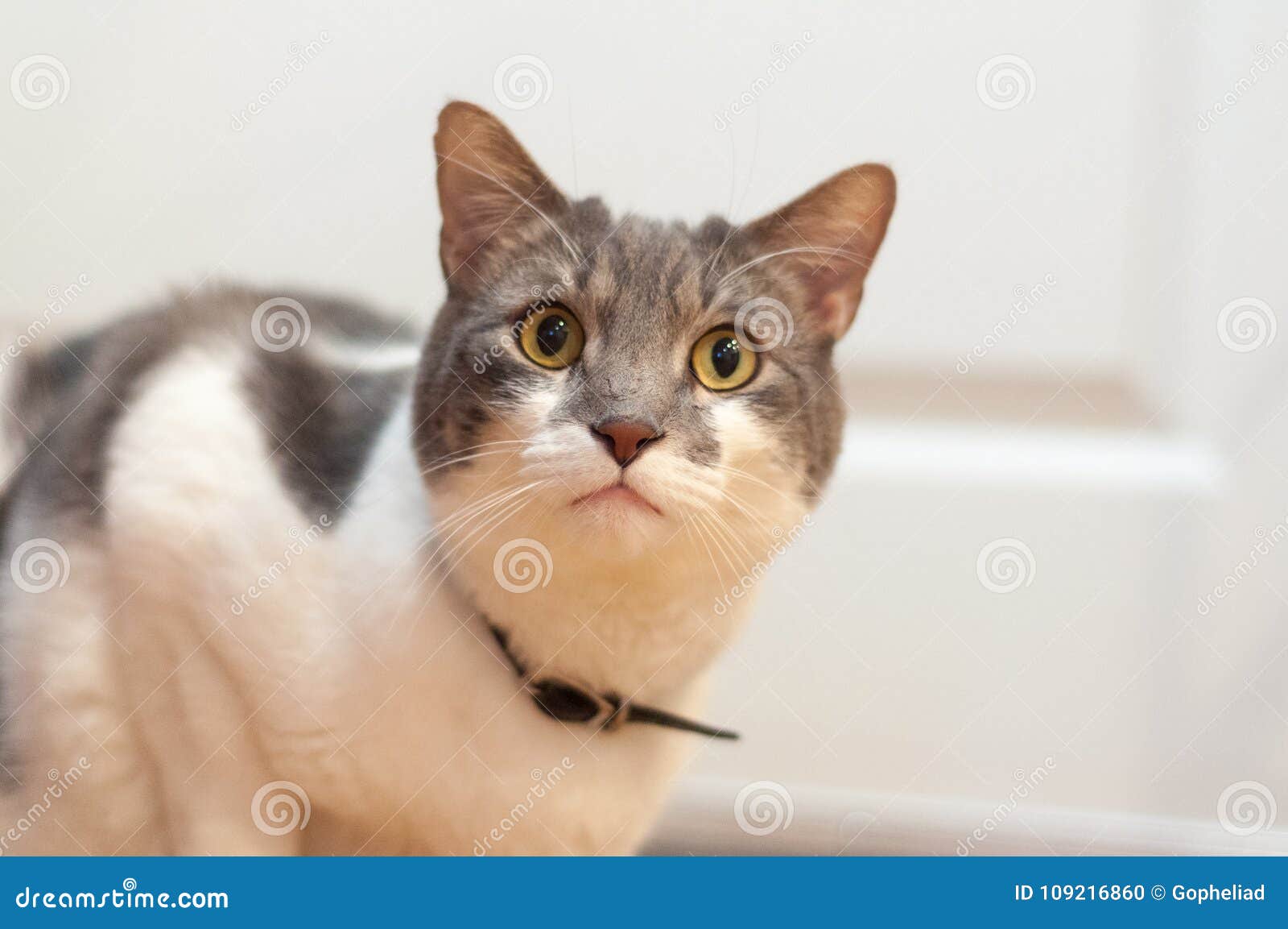 Chat Gris Et Blanc Photo Stock Image Du Kitty Chat 109216860