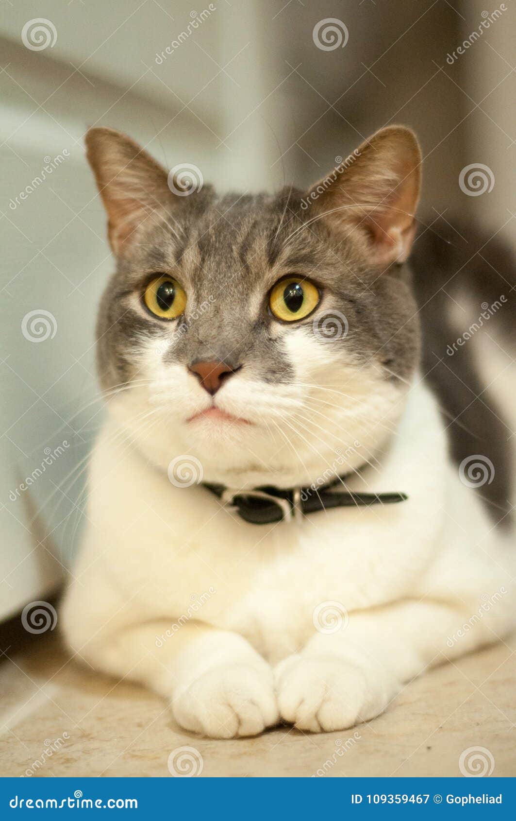 Chat Gris Et Blanc Image Stock Image Du Blanc Collet