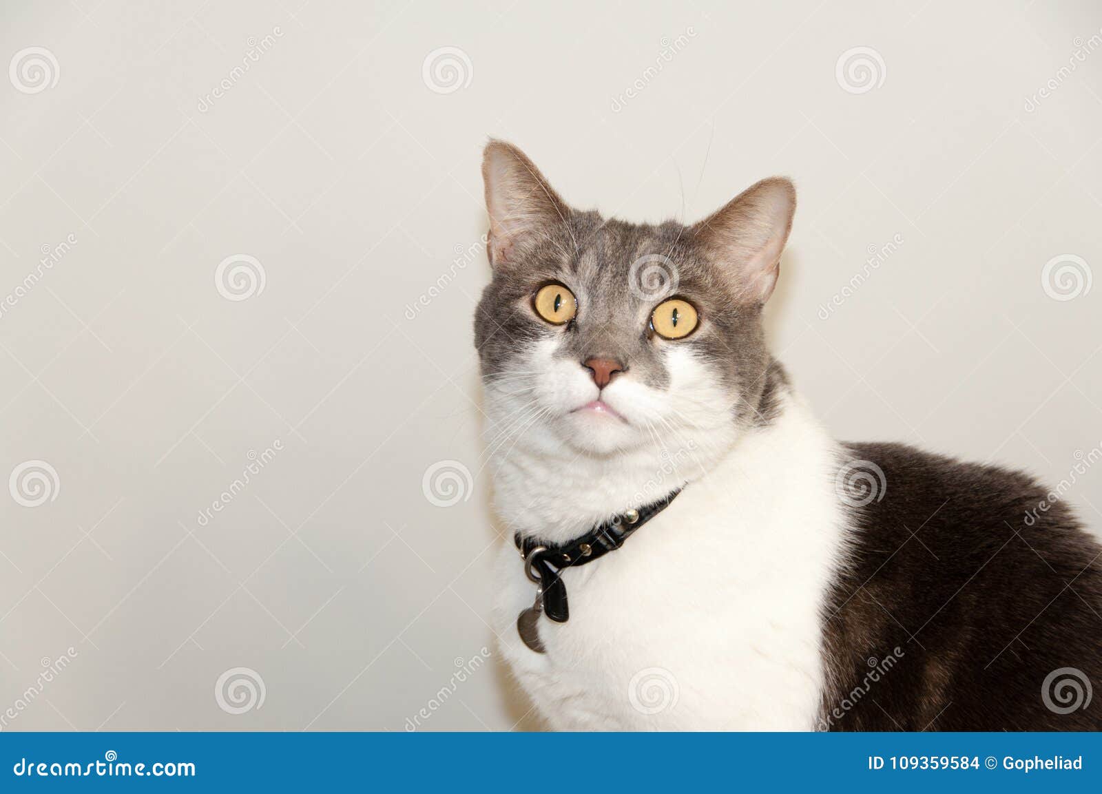 Chat Gris Et Blanc Photo Stock Image Du Kitty Chaton
