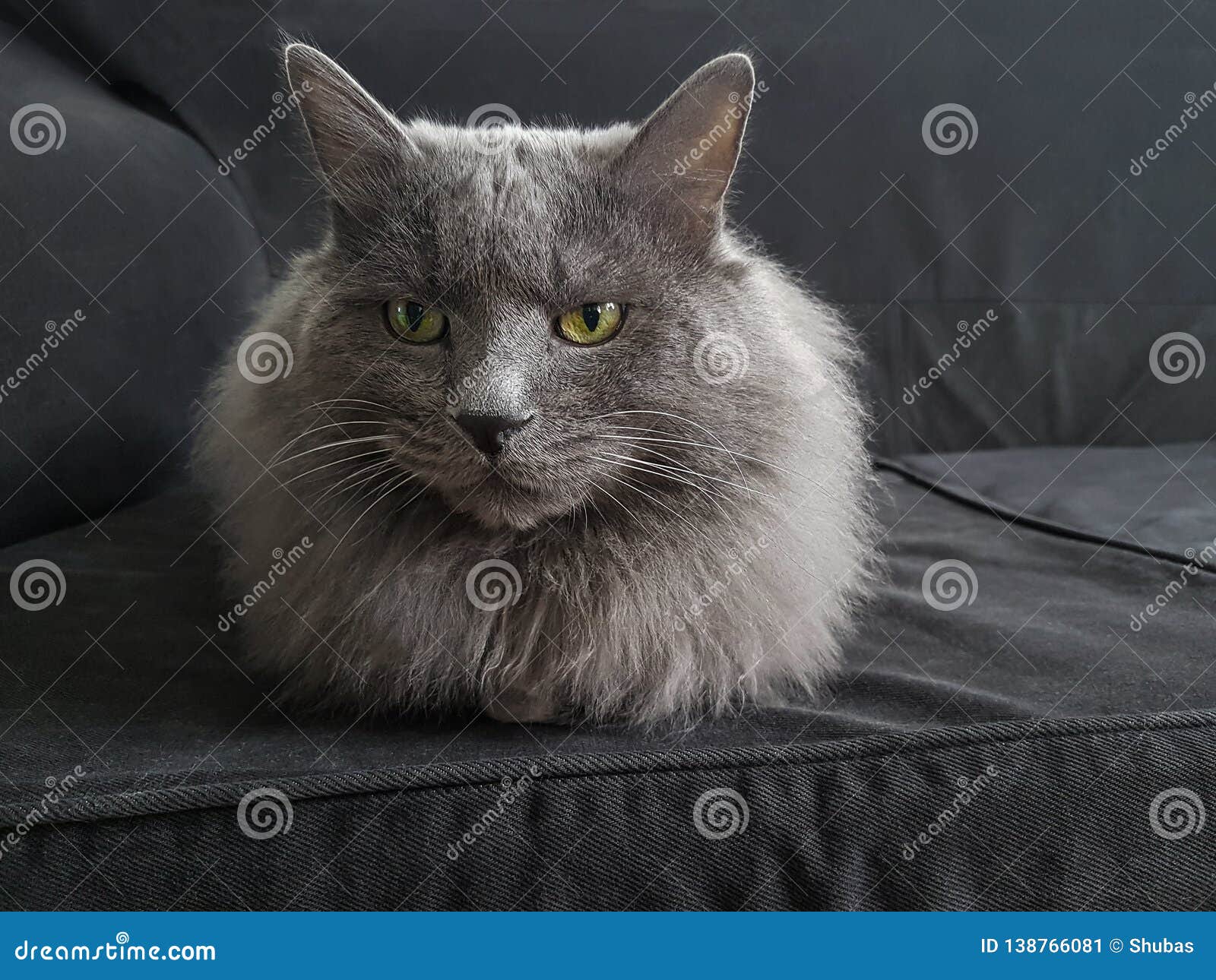 Chat Gris Pelucheux Avec Les Yeux Verts Image Stock Image
