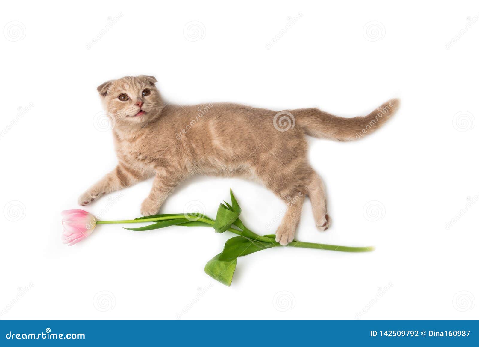 378 Chat De Joyeux Anniversaire Photos Libres De Droits Et Gratuites De Dreamstime