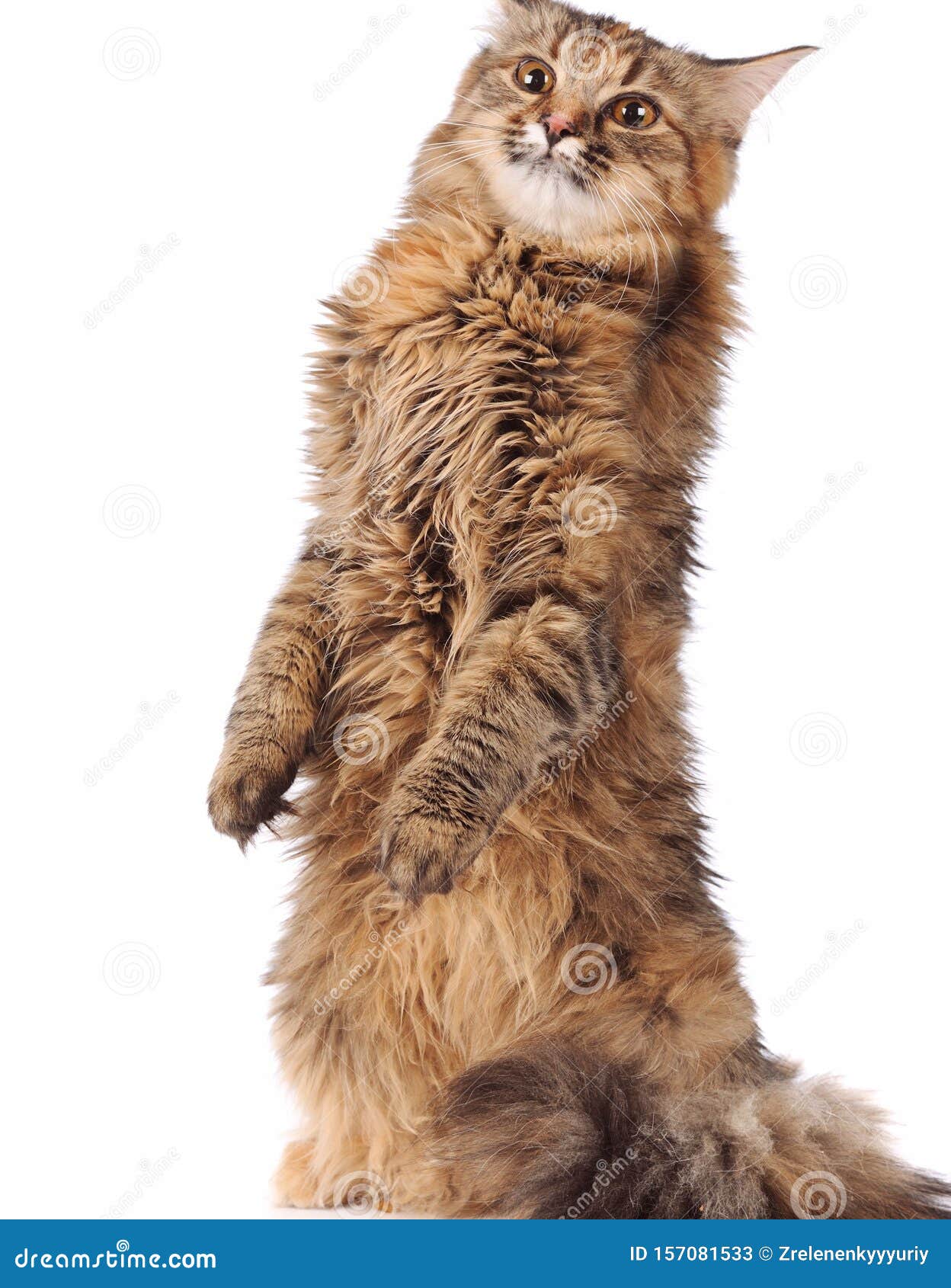 Chat Isole Sur Fond Blanc Image Stock Image Du Fond Chat Isole Sur Fond Blanc Image Stock Image Du Fond
