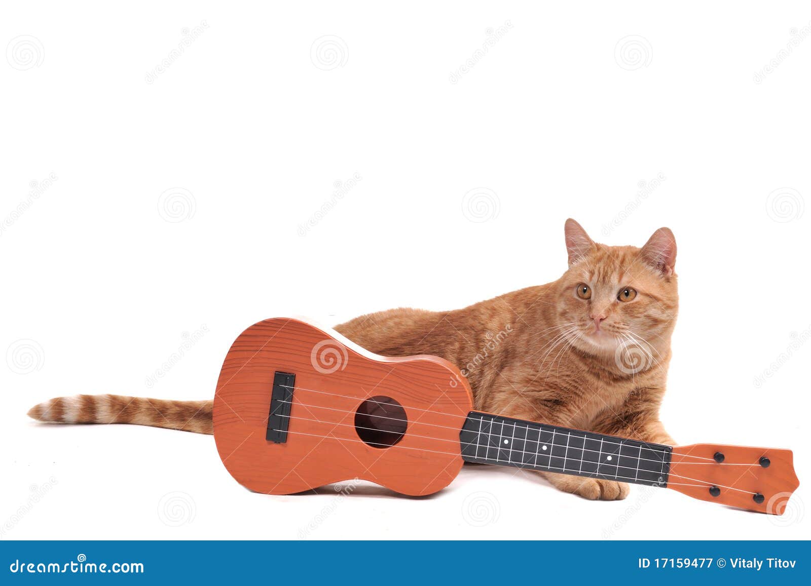 Chat Jaune Avec La Guitare Image Stock Image Du Chaton Chat Jaune Avec La Guitare Image Stock Image Du Chaton