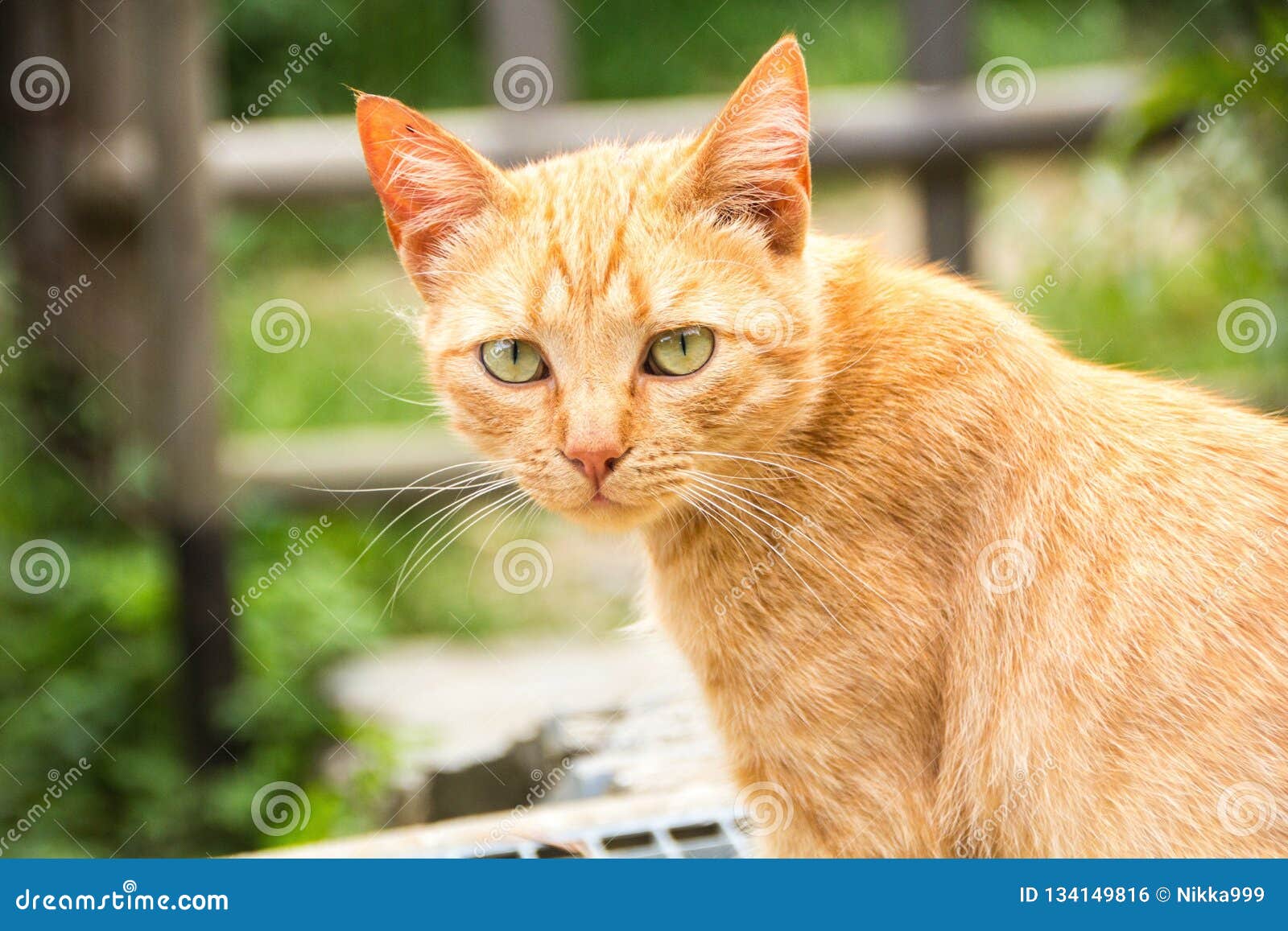 Chat Maigre Rouge De Rue Avec Les Yeux Jaunes Sur Des Regards Fixes Rustiques Verts D Un Fond Attentivement A La Camera Chat Oran Photo Stock Image Du Attentivement Animal