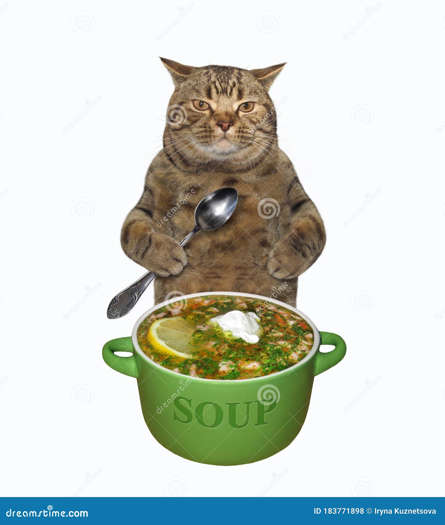 Chat Manger De La Soupe Froide 2 Photo stock - Image du dîner