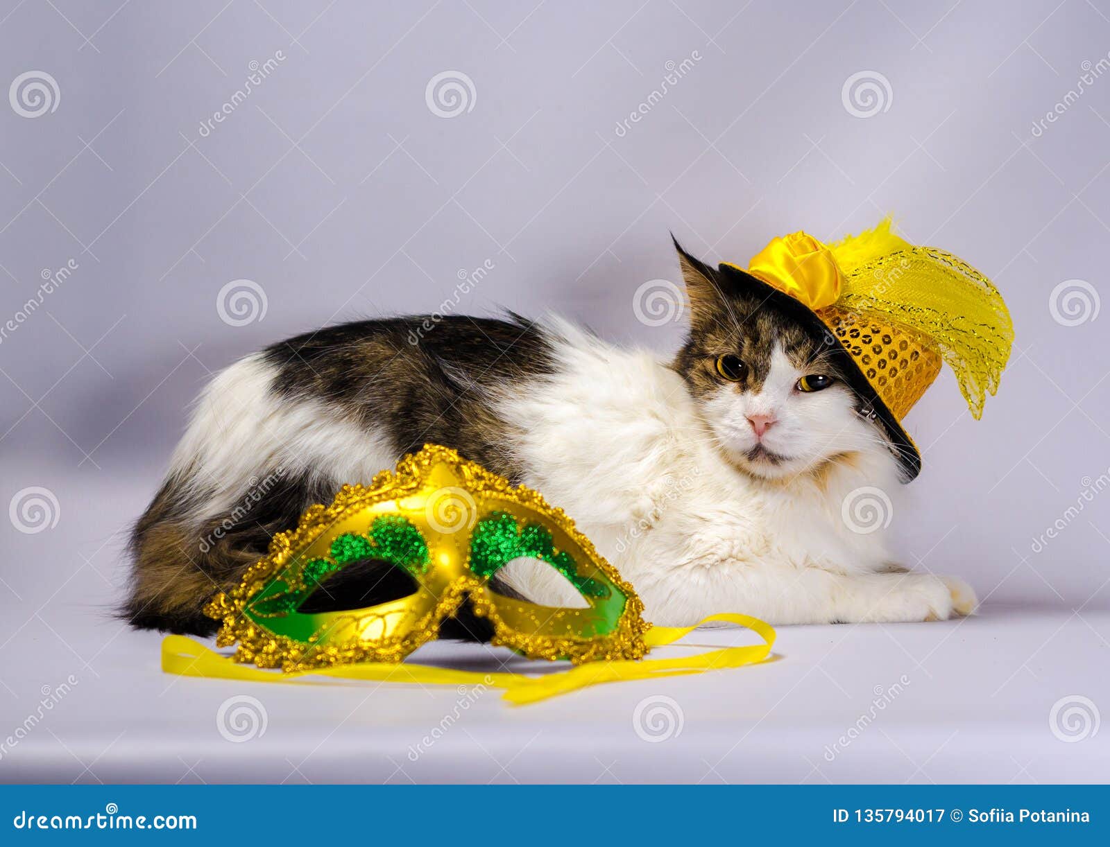 Chat Mauvais Dans Un Chapeau Jaune De Carnaval Avec Les Paillettes Et Une Plume N Image Stock Image Du Scintillement Vert Chat Mauvais Dans Un Chapeau Jaune De Carnaval Avec Les Paillettes Et Une Plume N Image Stock Image Du Scintillement Vert