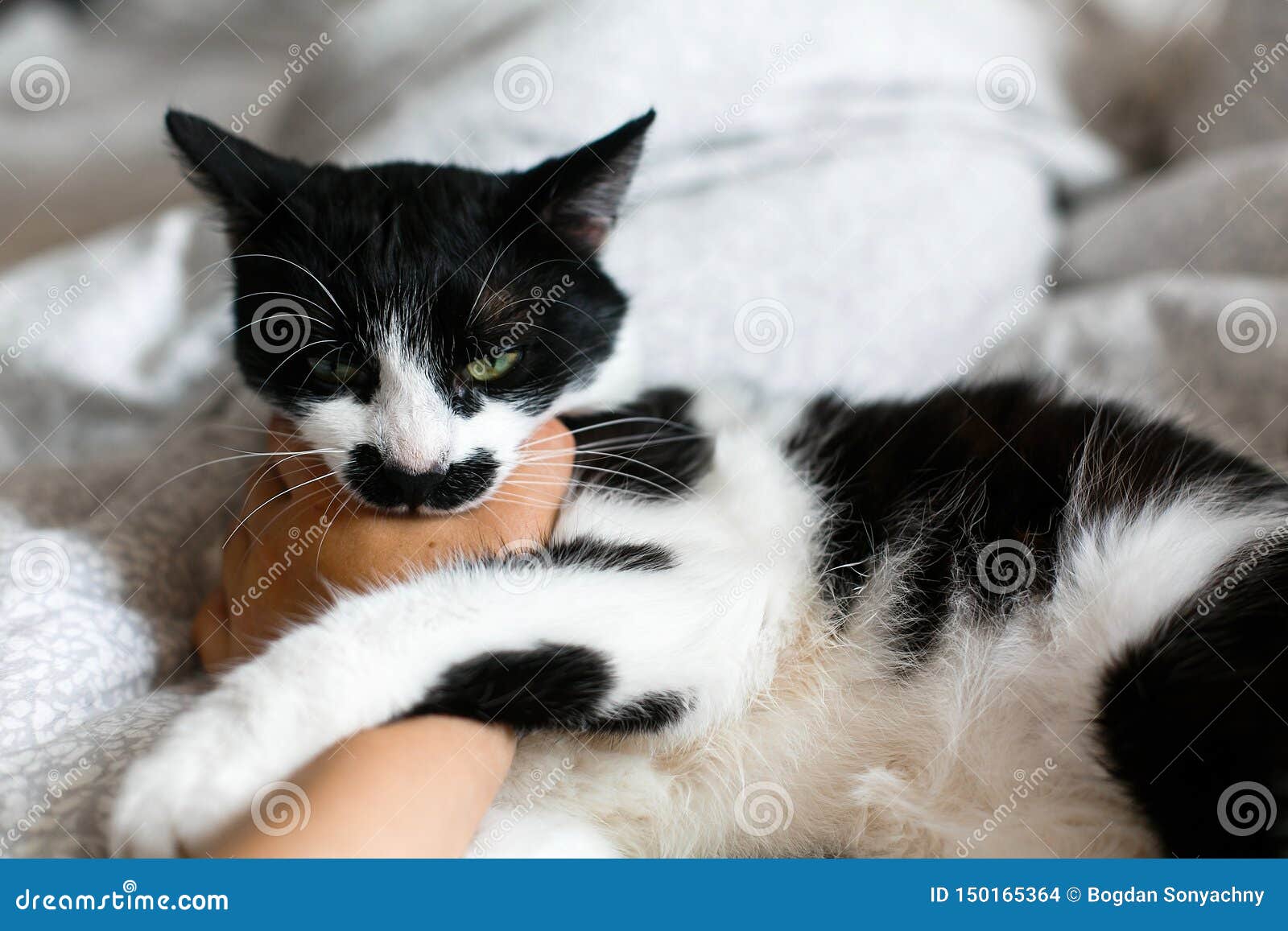Chat Mignon Avec La Main Aceree De Proprietaire De Moustache Sur Le Lit Minou Noir Et Blanc Drole Avec La Main Et Les Eraflures F Photo Stock Image Du Pelucheux Soin Chat Mignon Avec La Main Aceree De Proprietaire De Moustache Sur Le Lit Minou Noir Et Blanc Drole Avec La Main Et Les Eraflures F Photo Stock Image Du Pelucheux Soin