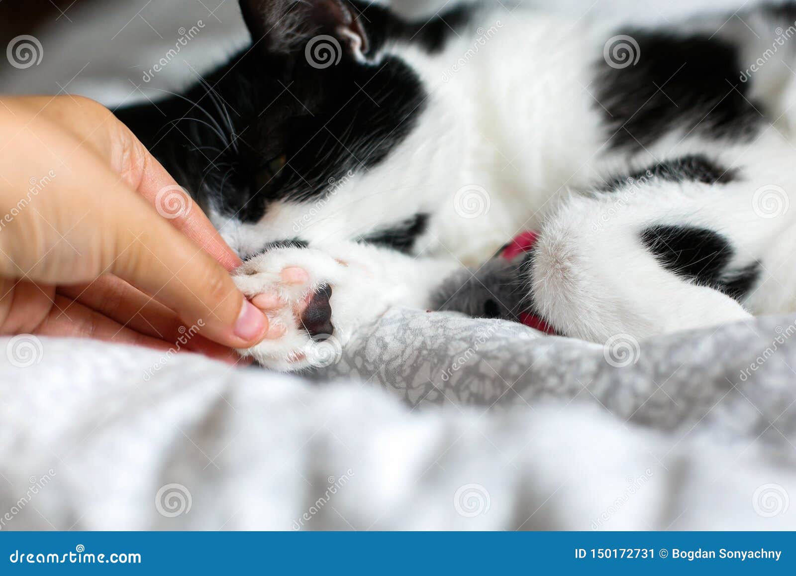 Chat Mignon Avec La Moustache Se Toilettant Et Jouant Avec Le Jouet De Souris Sur Le Lit Main Tenant Le Plan Rapproche Noir Et Bl Image Stock Image Du Domestique Pattes