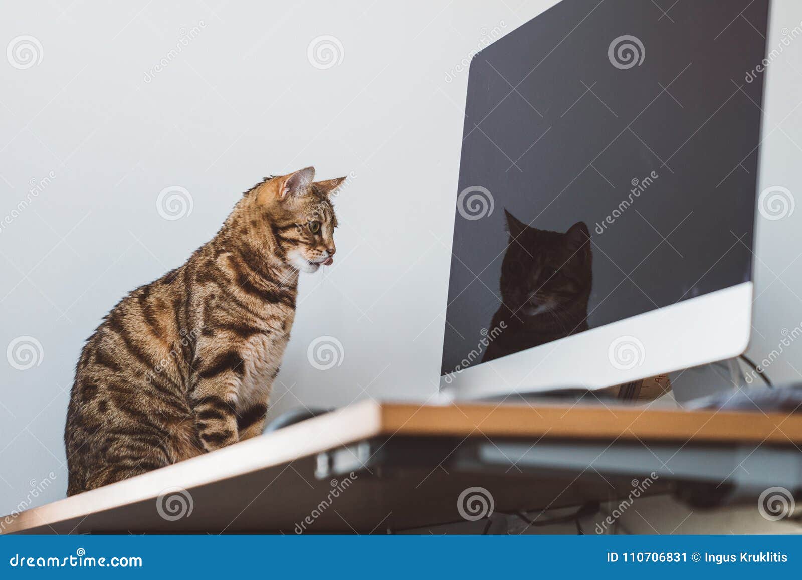 Chat Mignon Du Bengale Avec Les Yeux Mignons De Chat Image