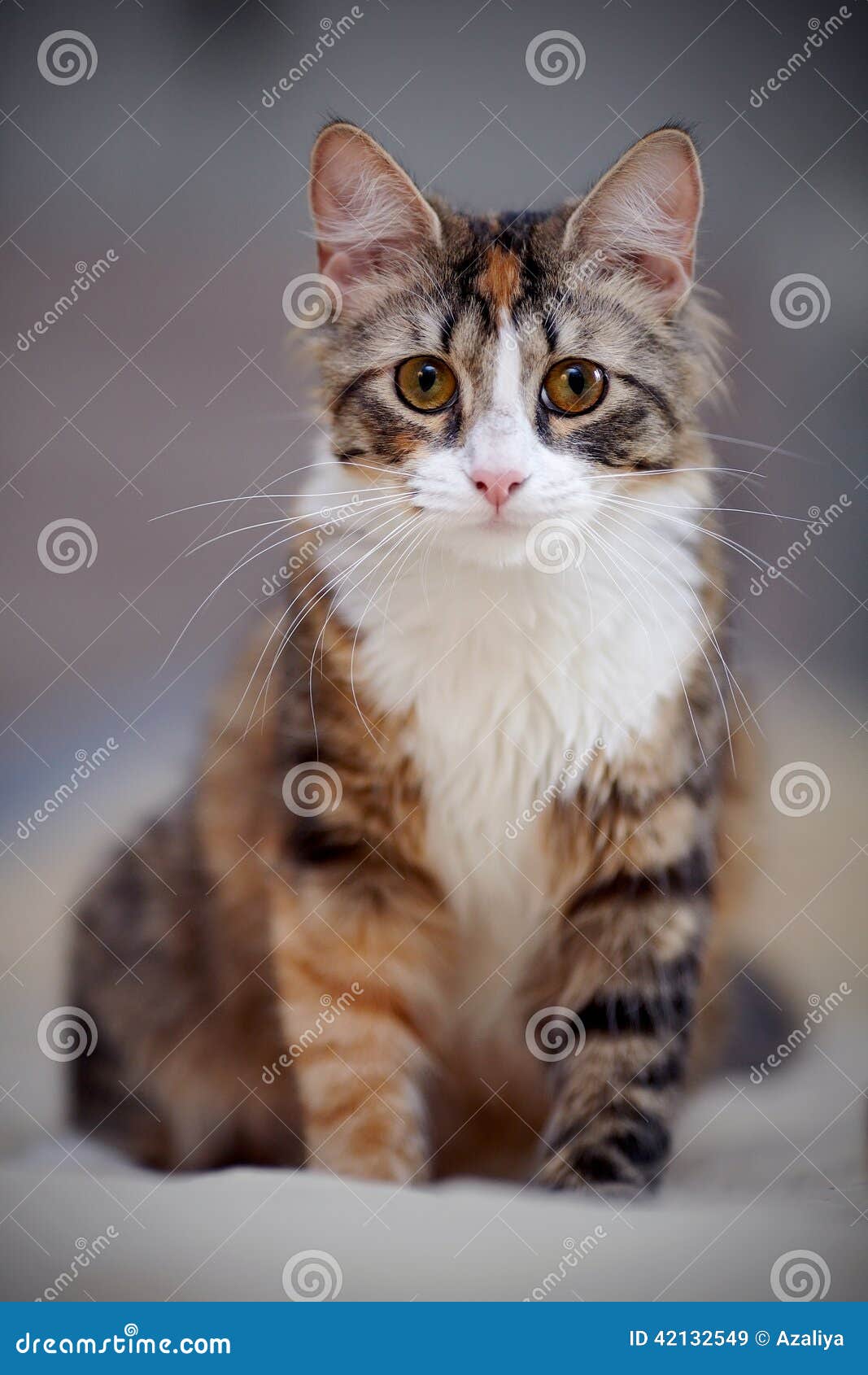 Chat Multicolore Image Stock Image Du Multicolore Chat