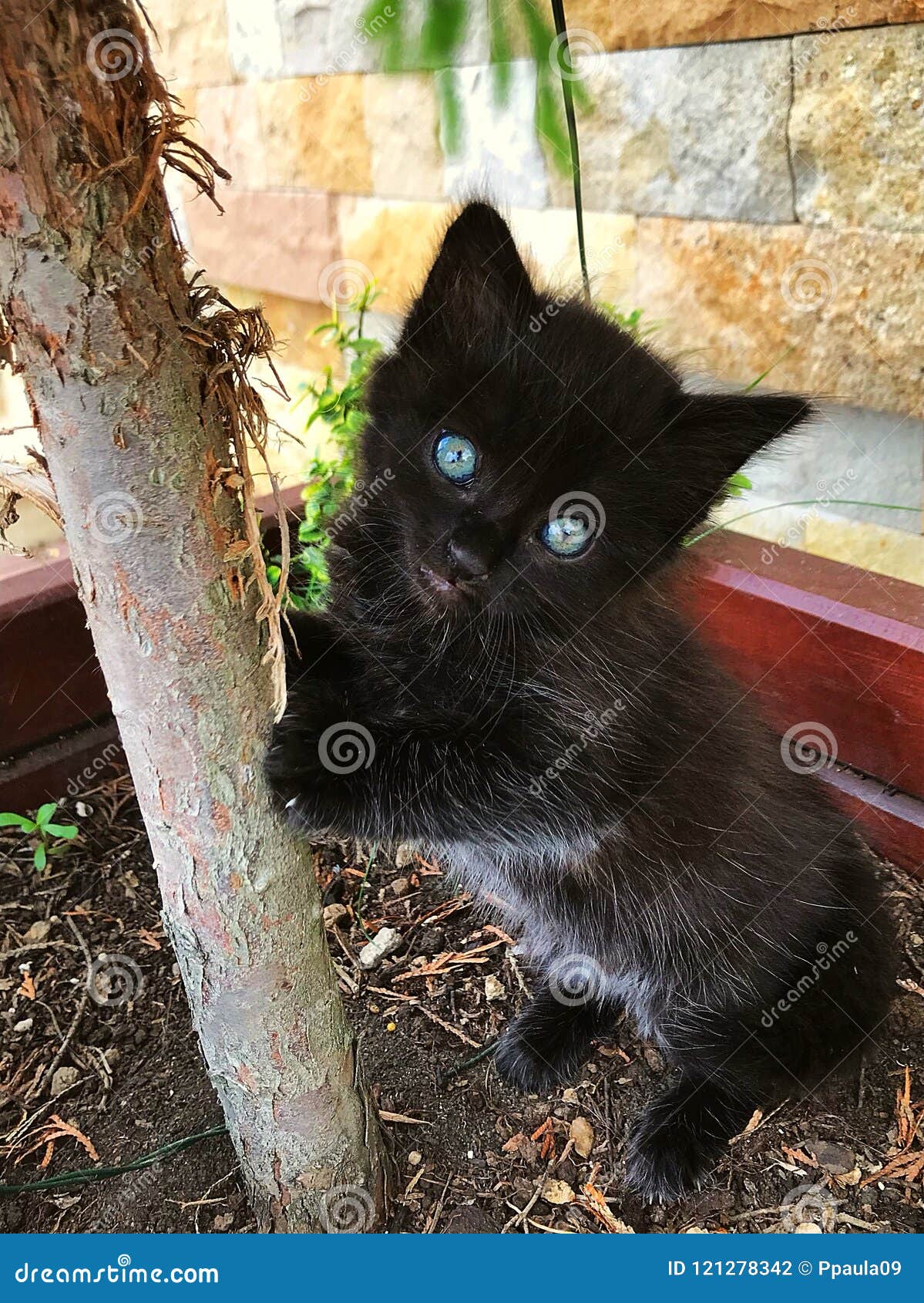 Chat Noir Avec Jouer Profond D Yeux Bleus Photo Stock Image Du Domestique Connu Chat Noir Avec Jouer Profond D Yeux Bleus Photo Stock Image Du Domestique Connu