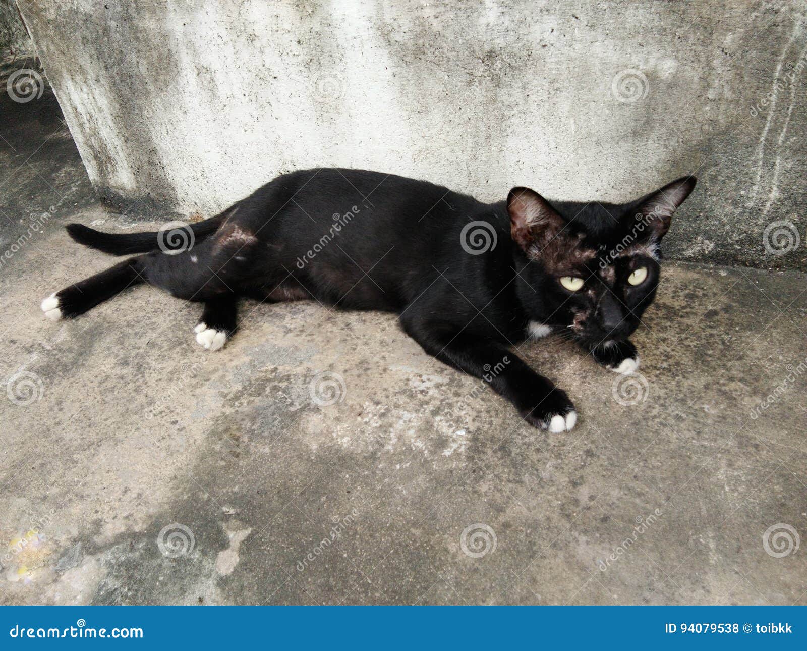 Chat Noir Avec La Blessure Photo Stock Image Du Animal